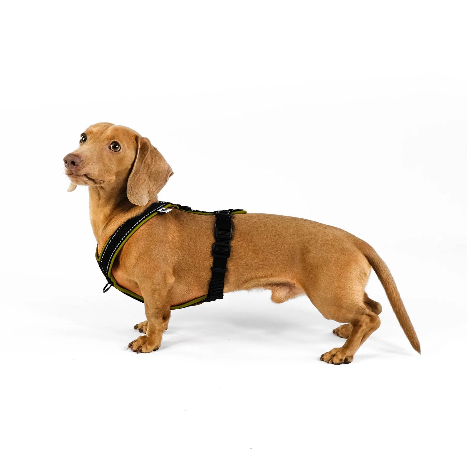 Softshell Hundegeschirr für Dackel Dark Olive