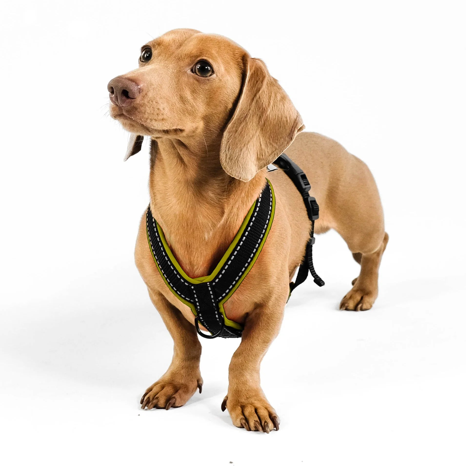 Softshell Hundegeschirr für Dackel Dark Olive