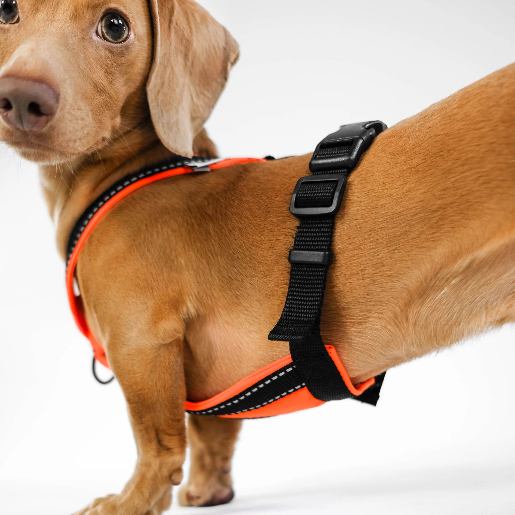 Softshell Hundegeschirr für Dackel Black/Neon Orange