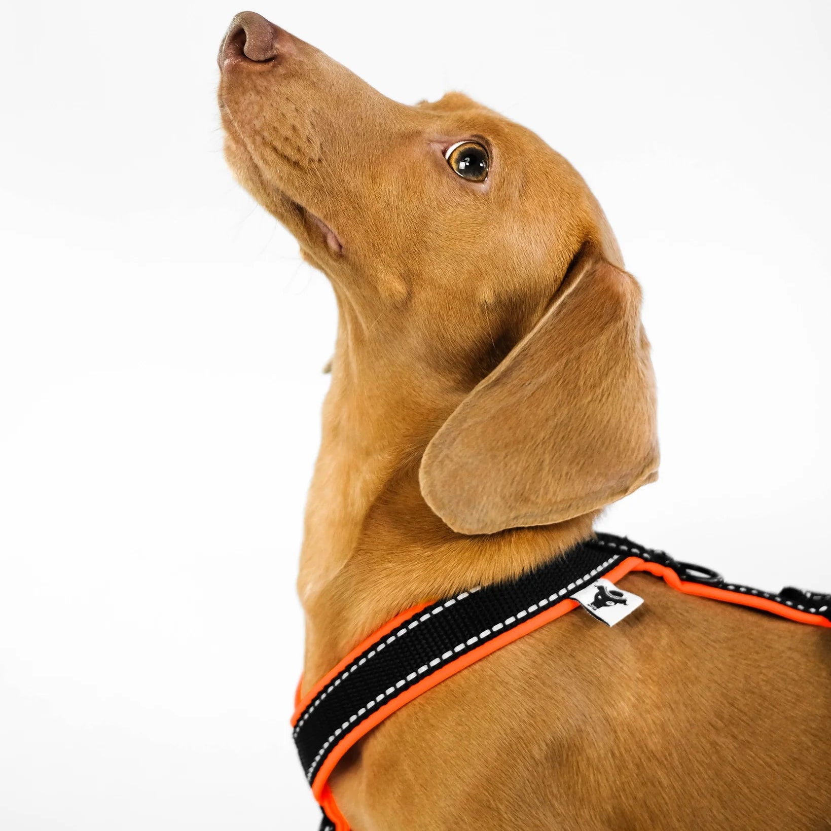 Softshell Hundegeschirr für Dackel Black/Neon Orange