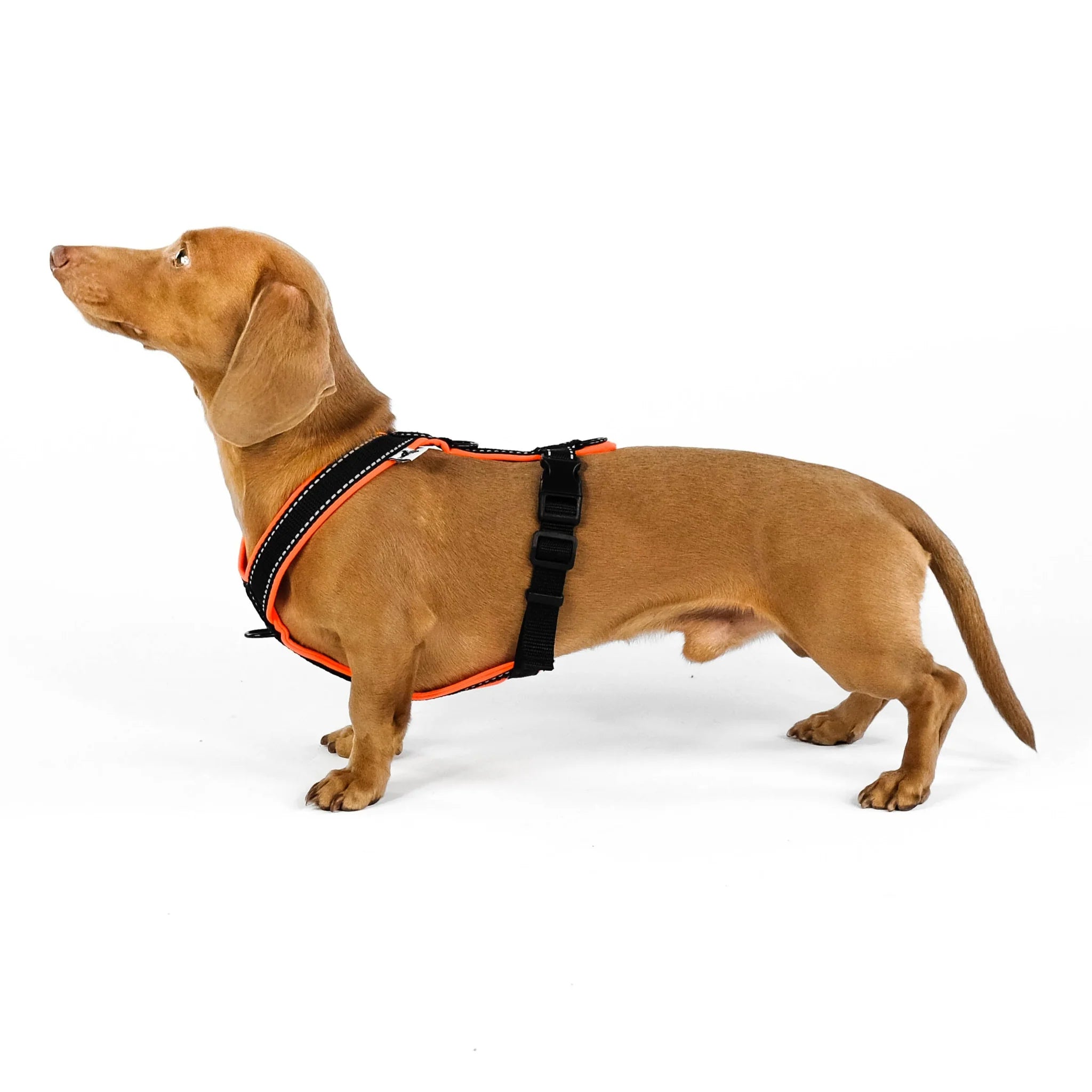 Softshell Hundegeschirr für Dackel Black/Neon Orange