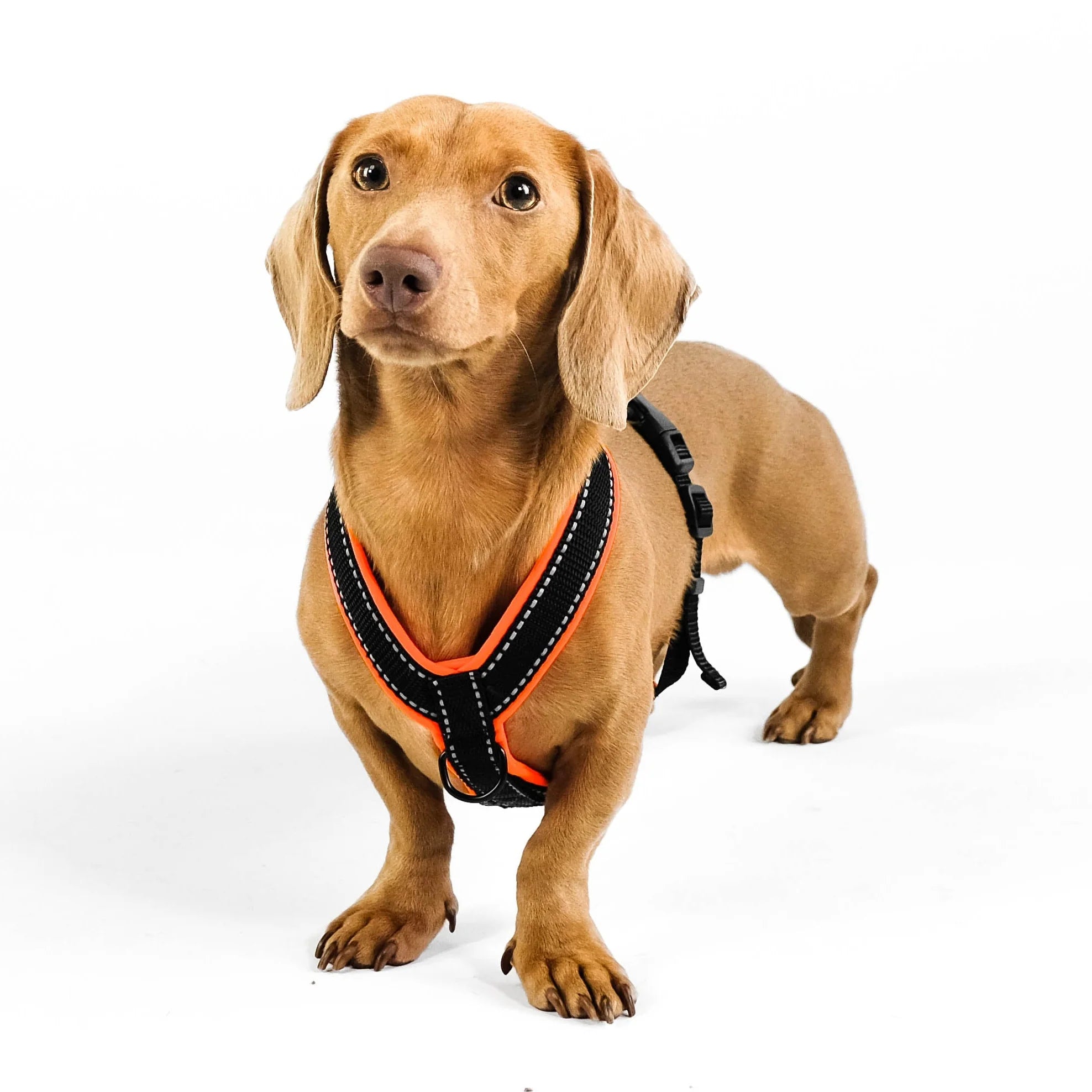 Softshell Hundegeschirr für Dackel Black/Neon Orange