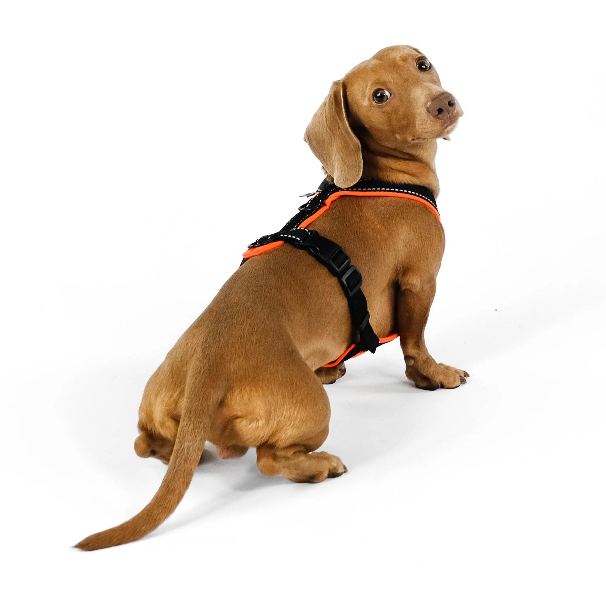 Softshell Hundegeschirr für Dackel Black/Neon Orange