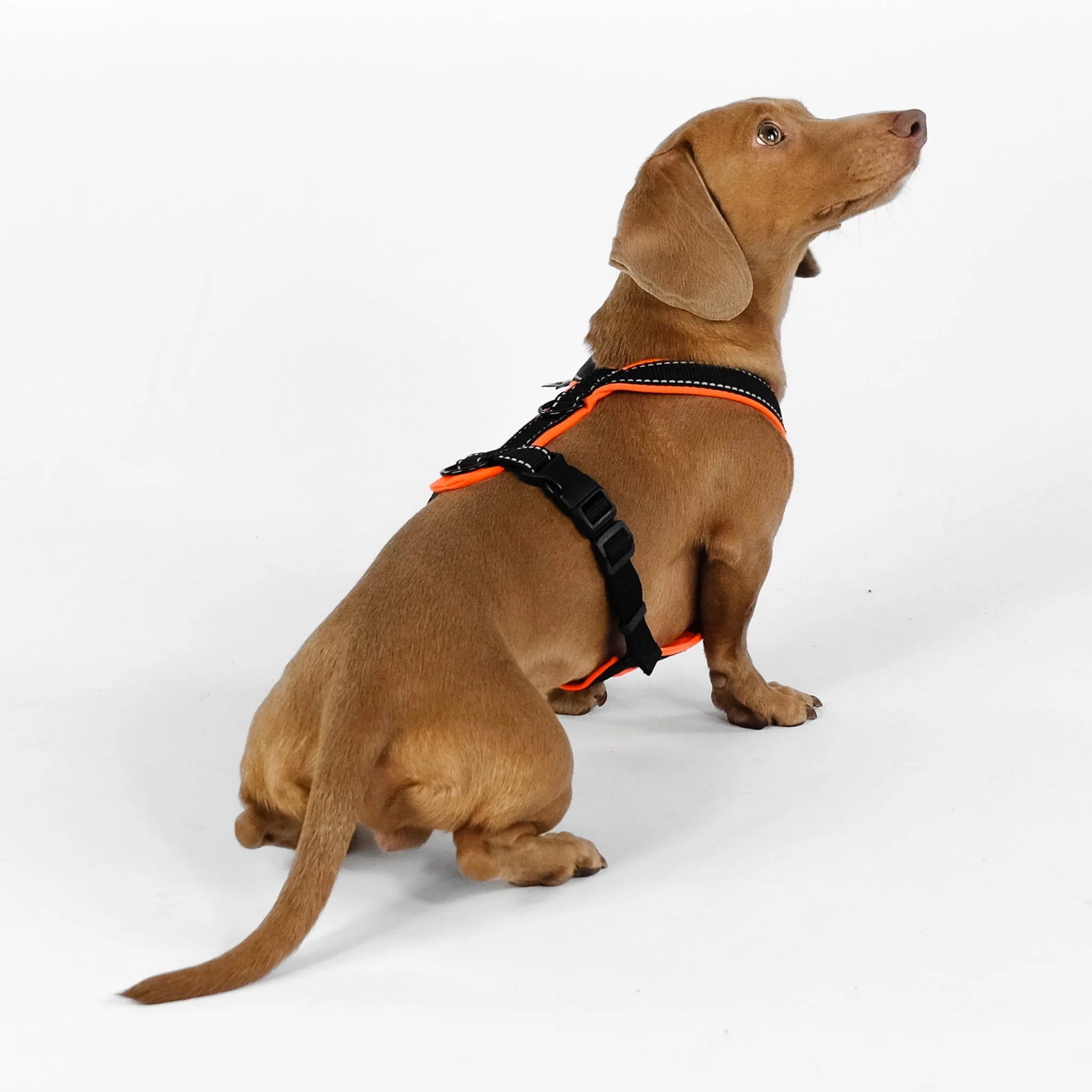 Softshell Hundegeschirr für Dackel Black/Neon Orange