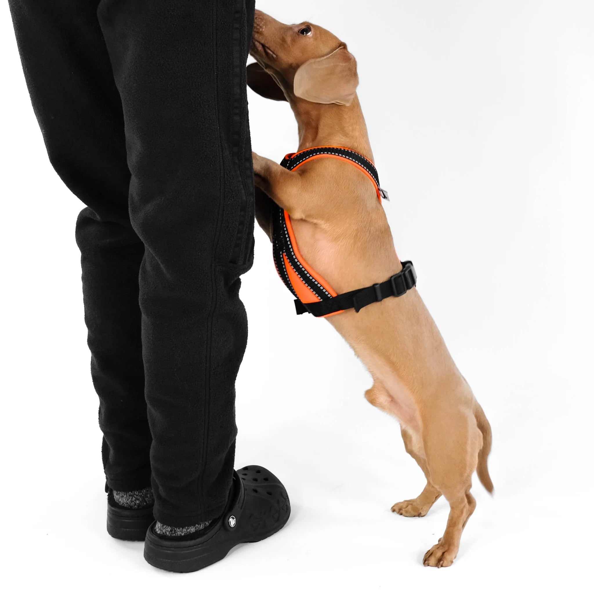 Softshell Hundegeschirr für Dackel Black/Neon Orange