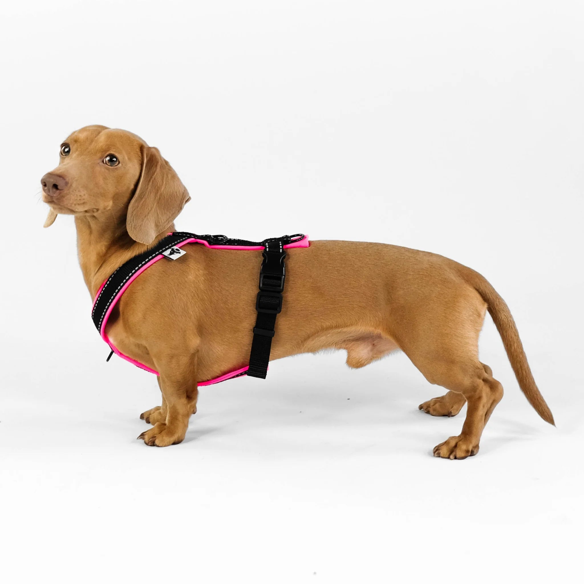 Softshell Hundegeschirr für Dackel Black/Neon Pink