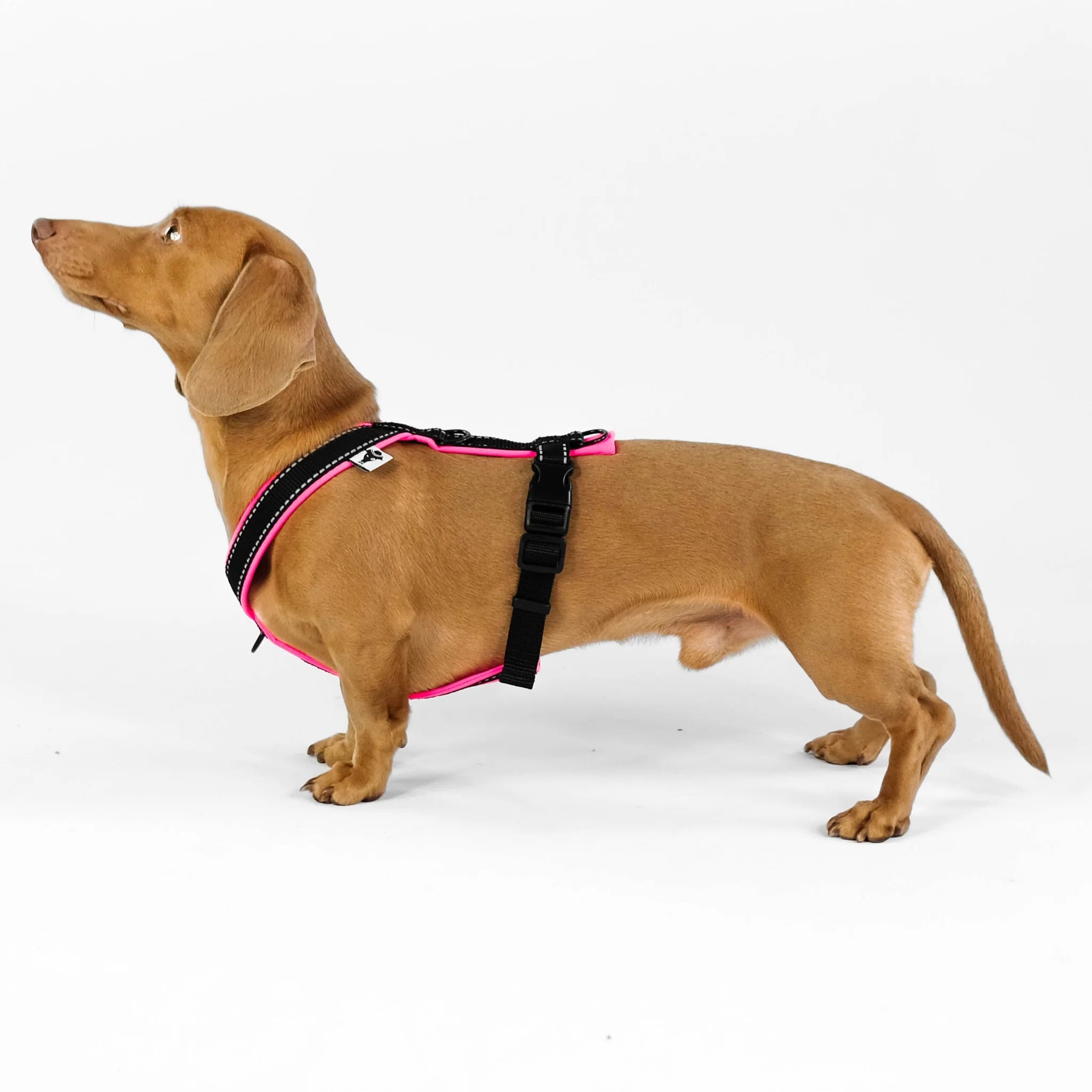 Softshell Hundegeschirr für Dackel Black/Neon Pink