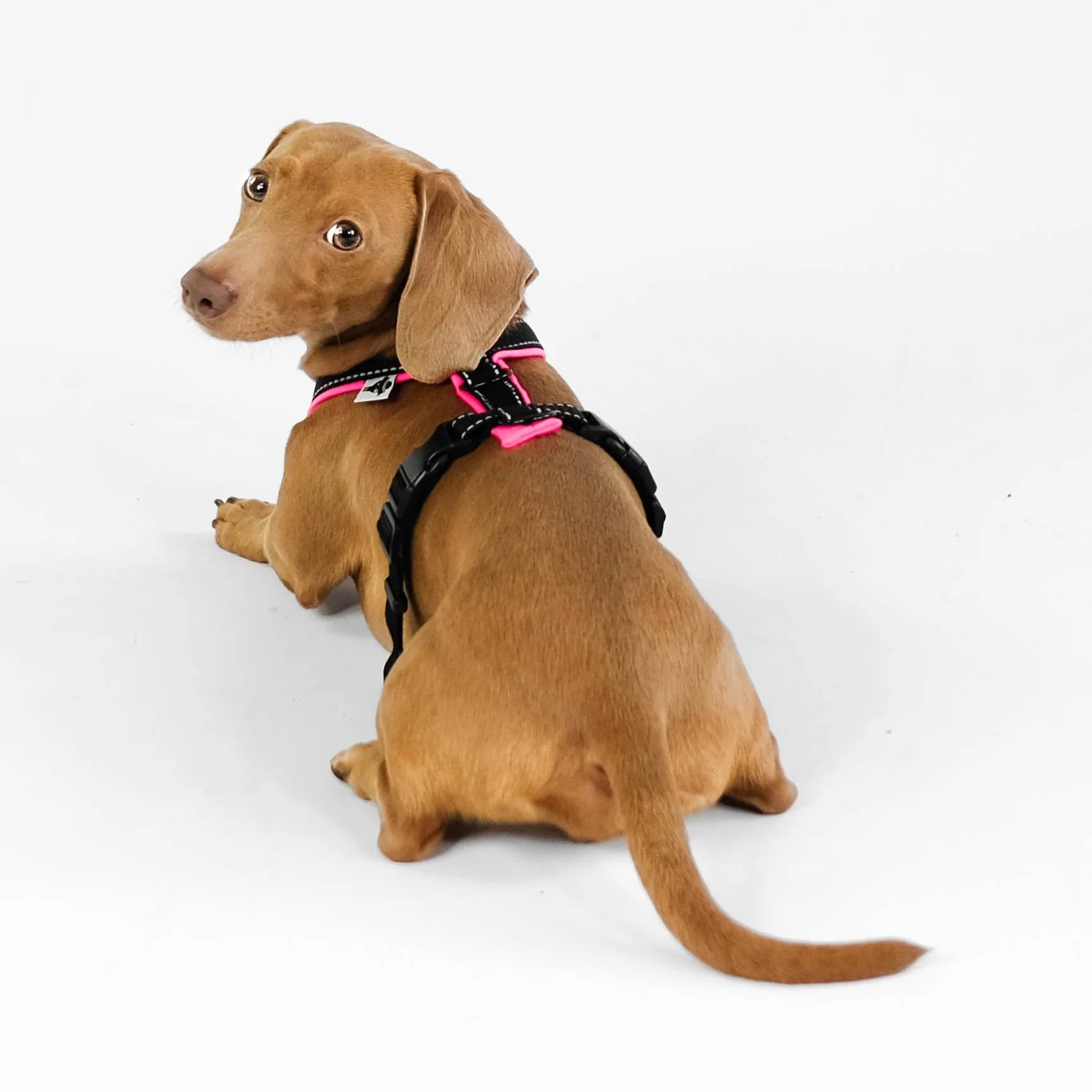 Softshell Hundegeschirr für Dackel Black/Neon Pink