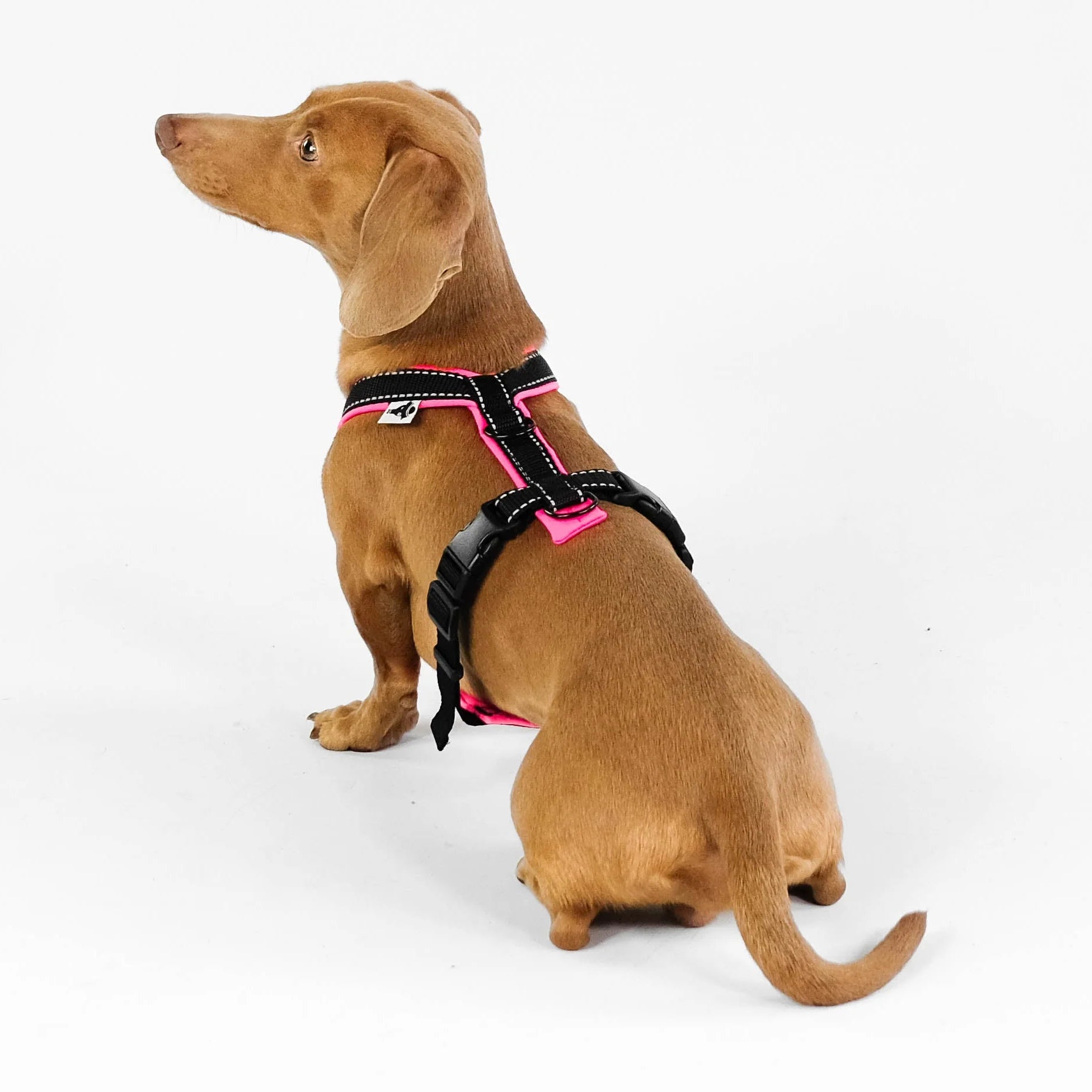 Softshell Hundegeschirr für Dackel Black/Neon Pink