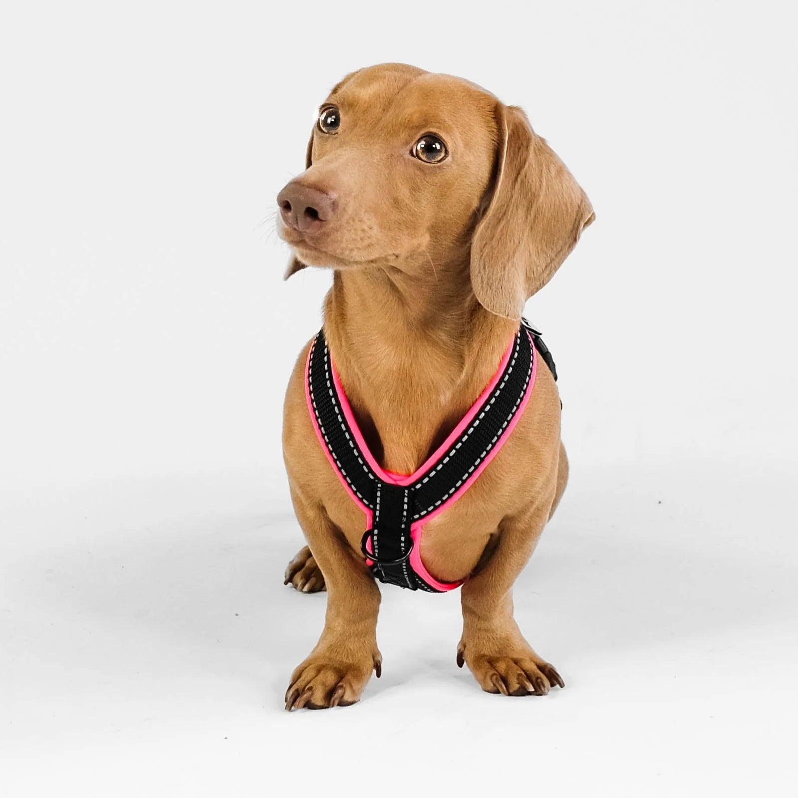 Softshell Hundegeschirr für Dackel Black/Neon Pink