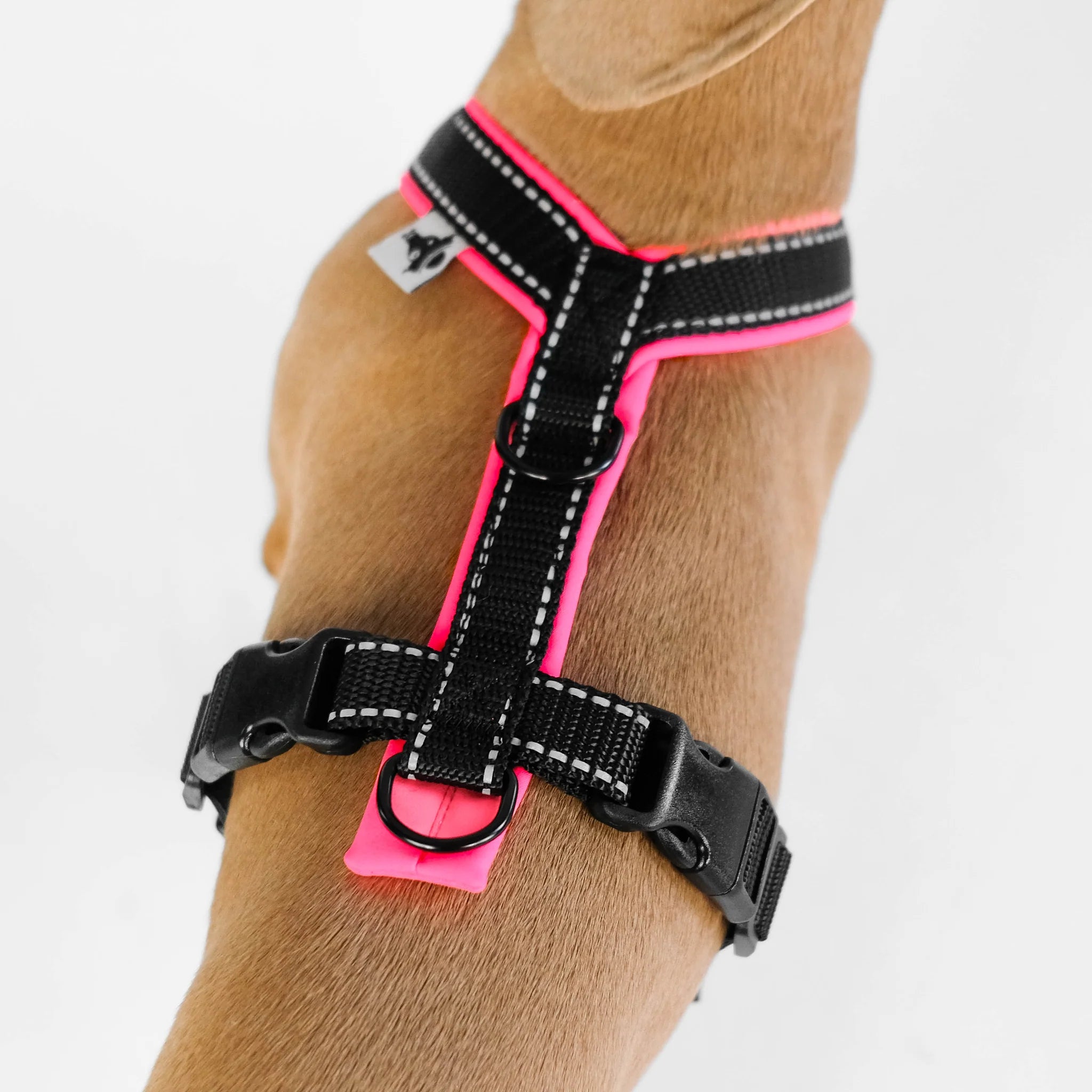 Softshell Hundegeschirr für Dackel Black/Neon Pink