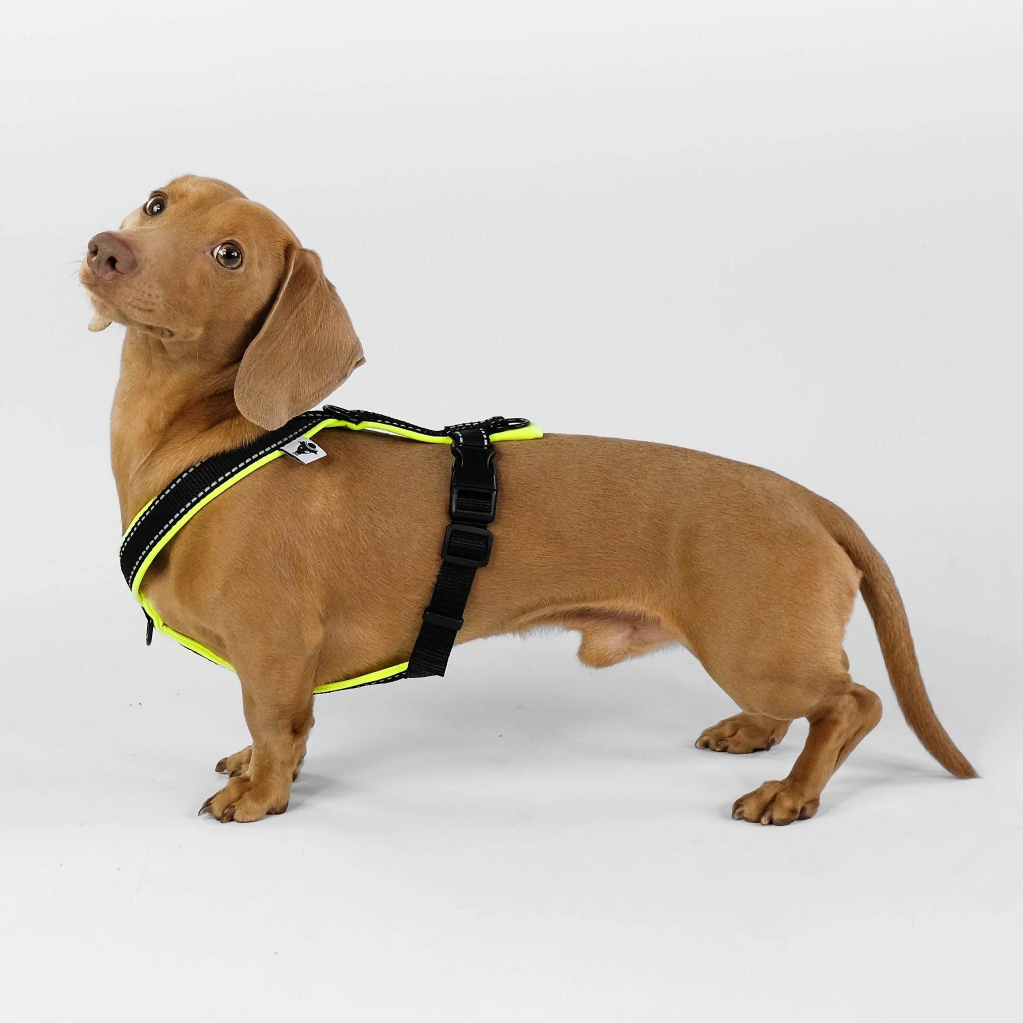 Softshell Hundegeschirr für Dackel Black/Neon Gelb