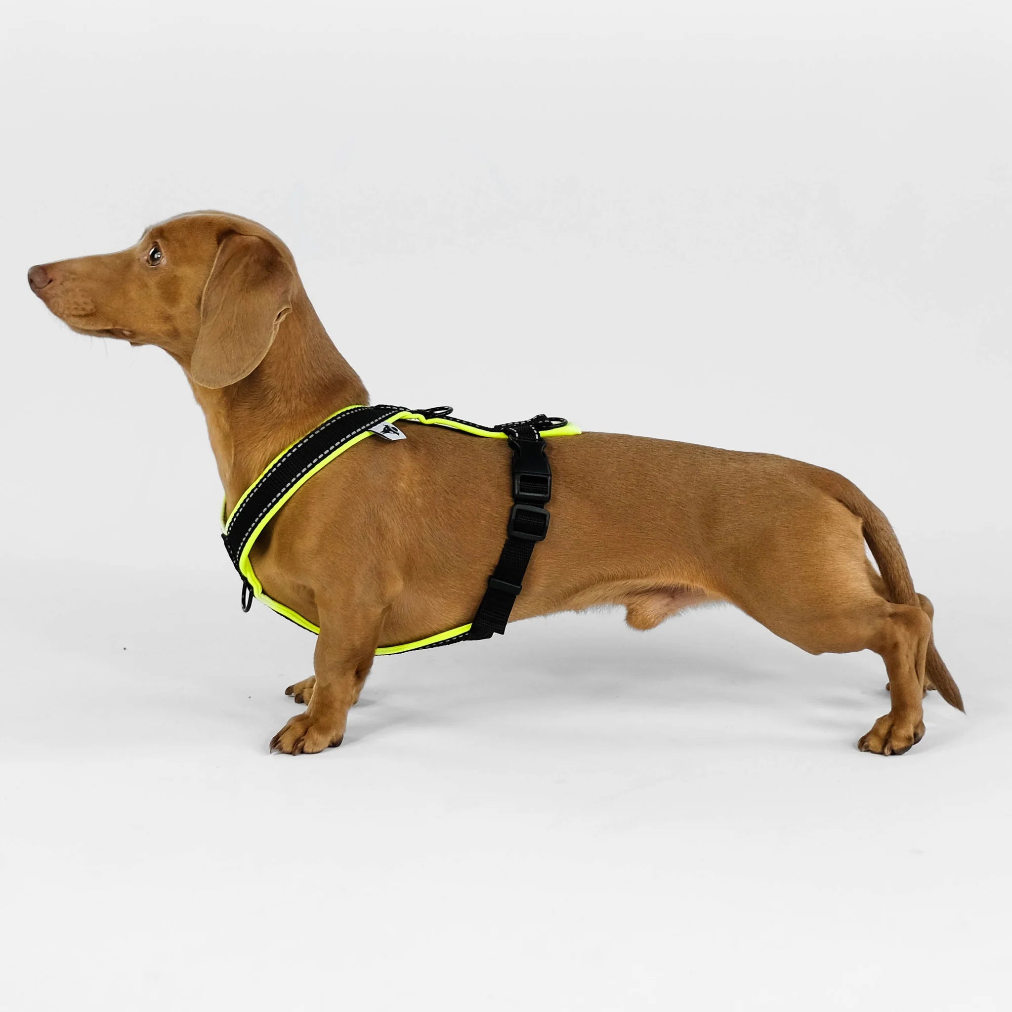 Softshell Hundegeschirr für Dackel Black/Neon Gelb