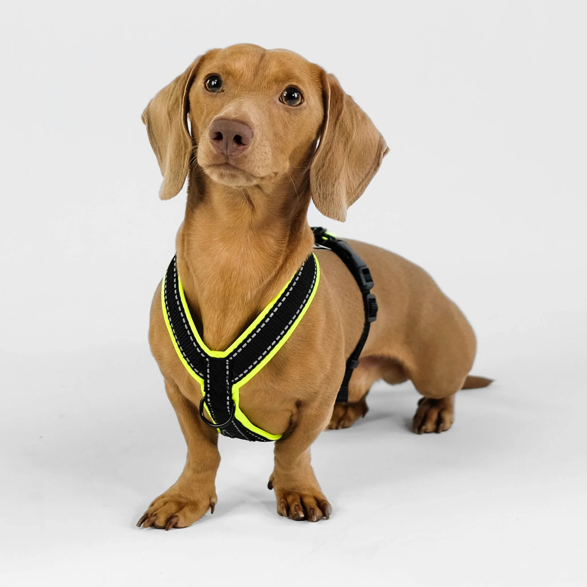 Softshell Hundegeschirr für Dackel Black/Neon Gelb