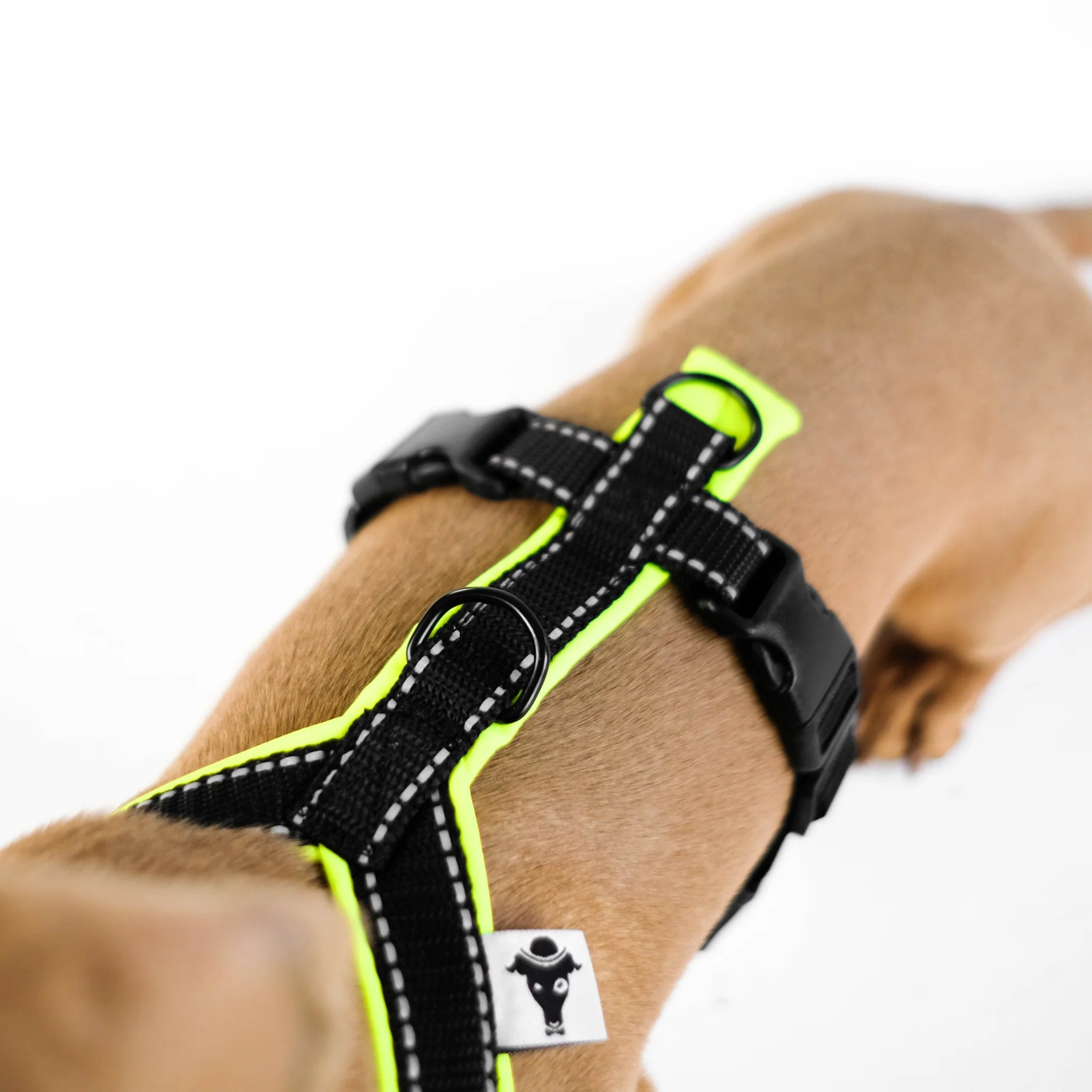 Softshell Hundegeschirr für Dackel Black/Neon Gelb