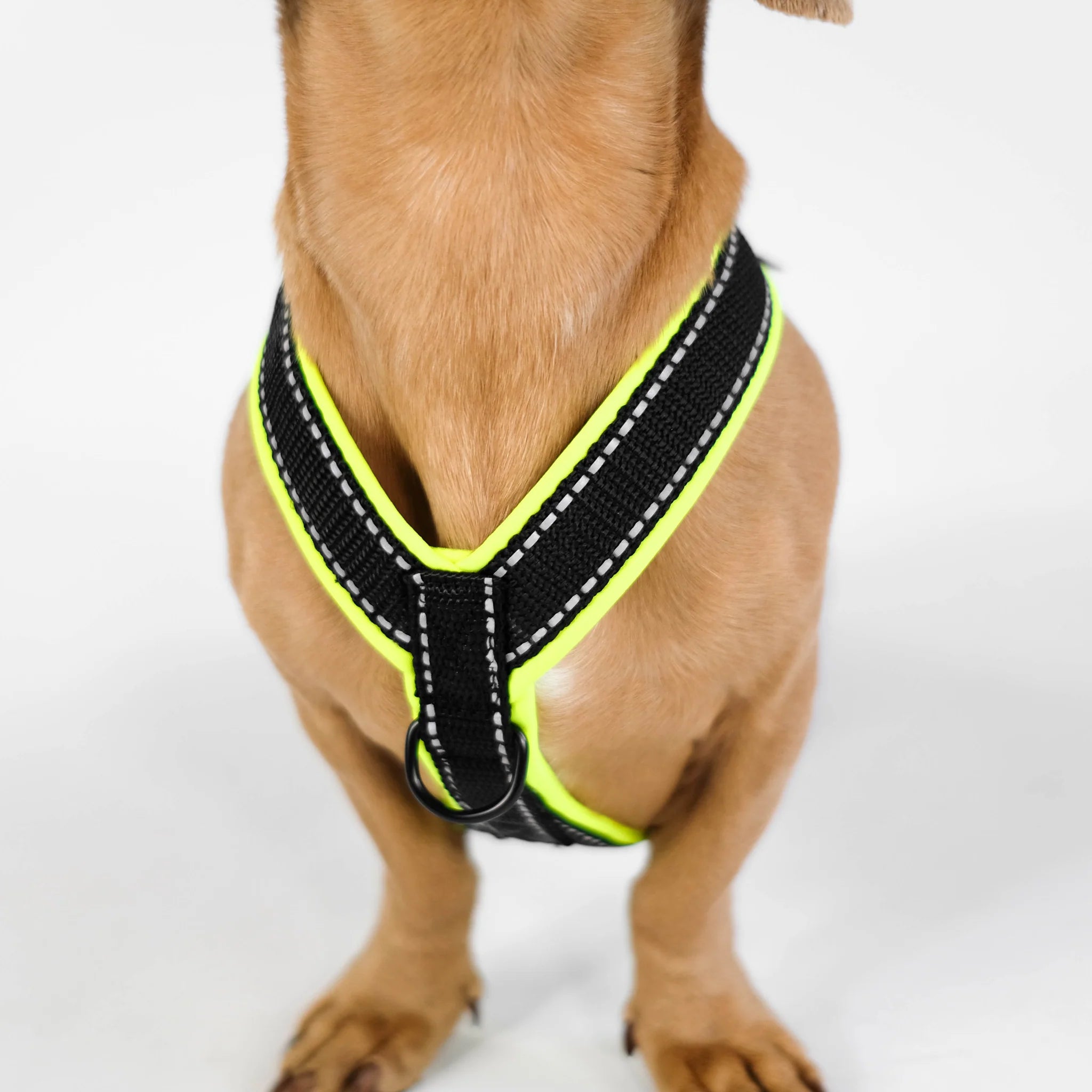 Softshell Hundegeschirr für Dackel Black/Neon Gelb