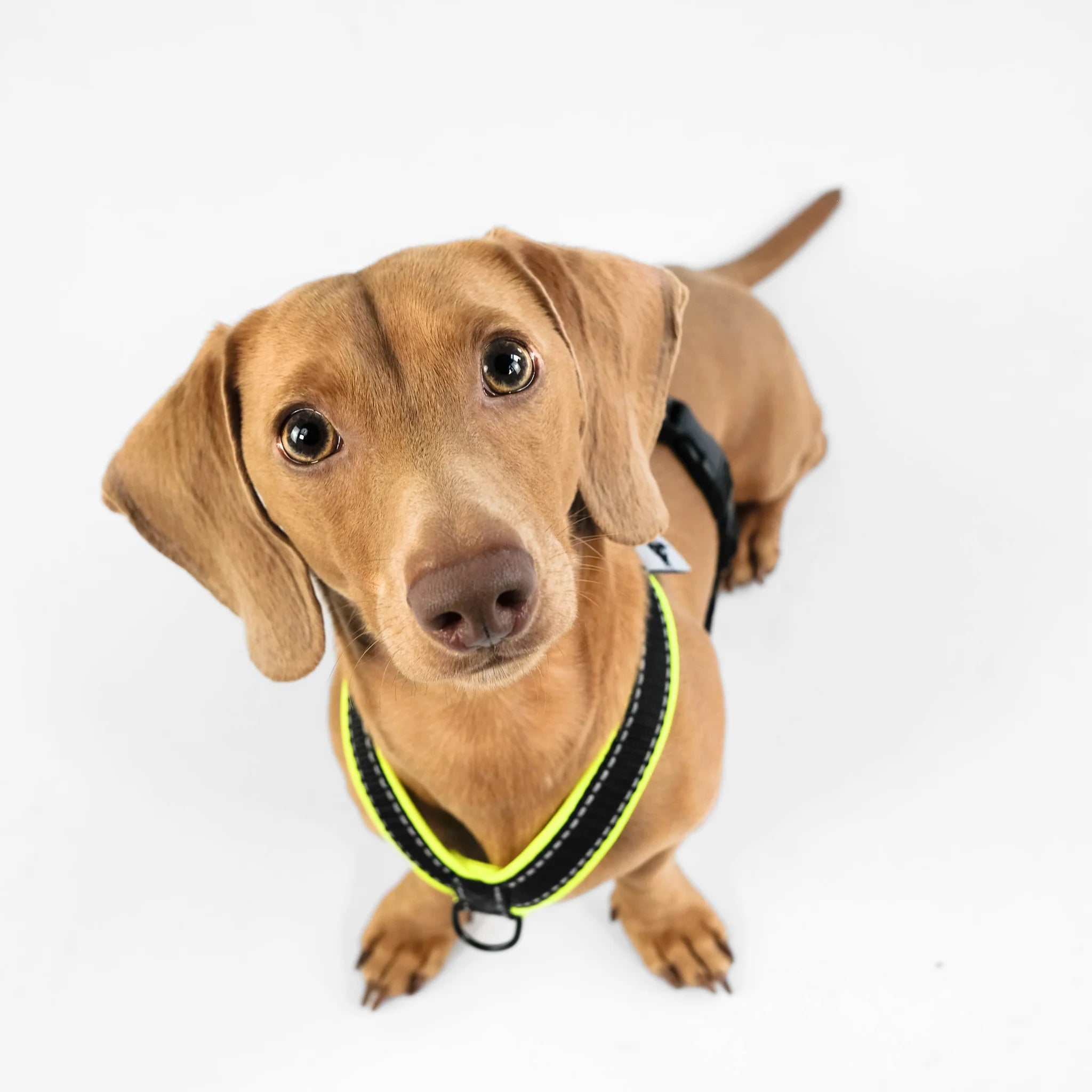 Softshell Hundegeschirr für Dackel Black/Neon Gelb