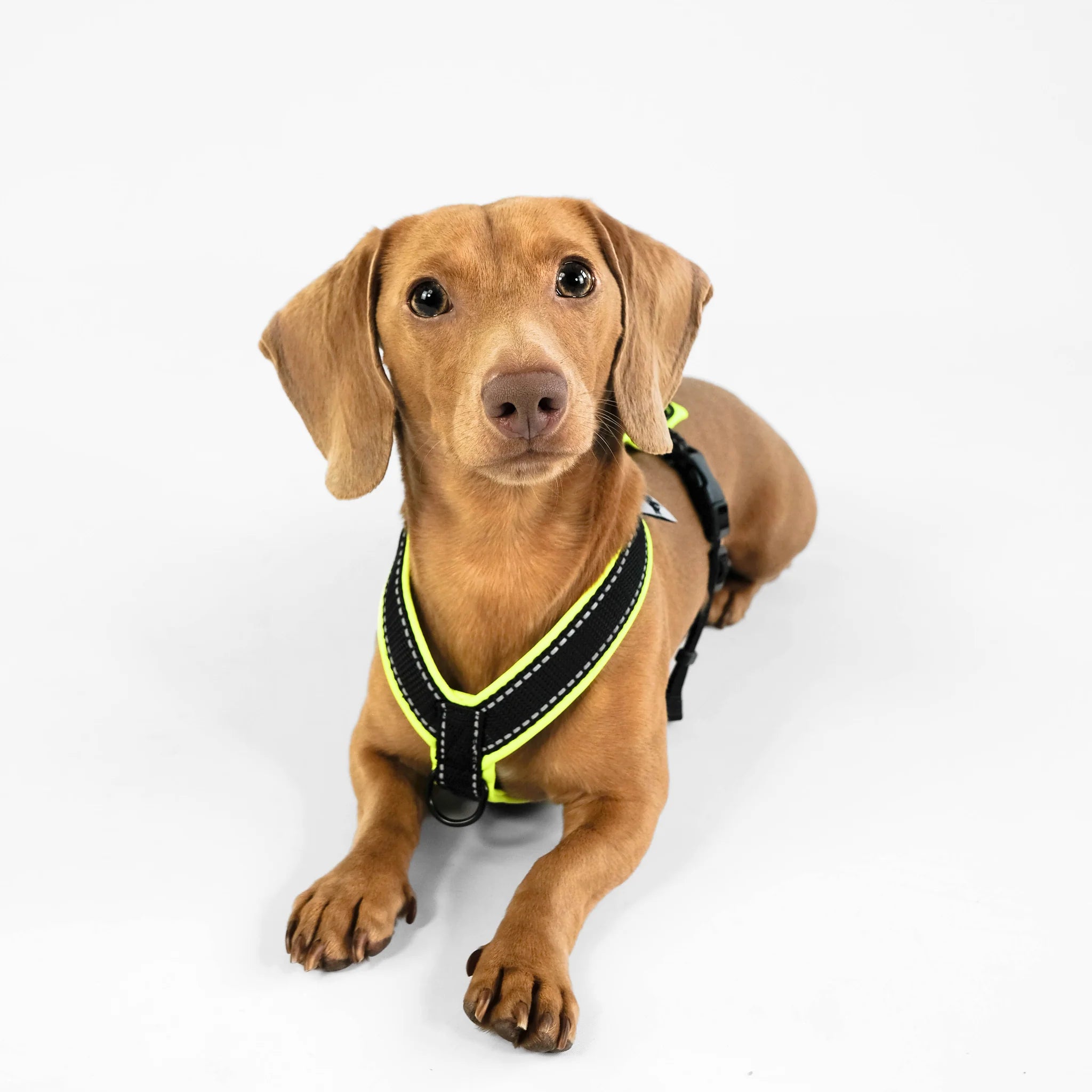 Softshell Hundegeschirr für Dackel Black/Neon Gelb