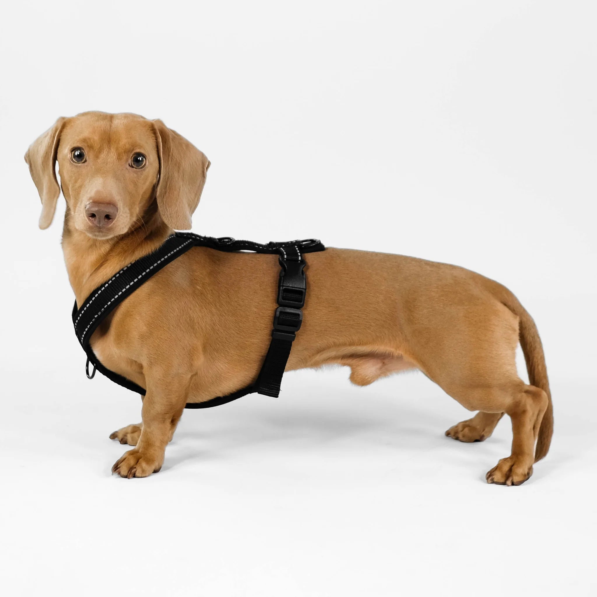 Softshell Hundegeschirr für Dackel All Black
