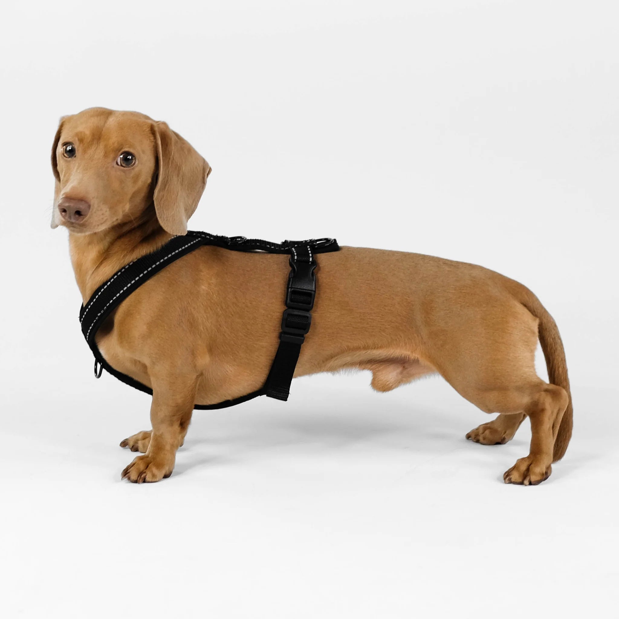 Softshell Hundegeschirr für Dackel All Black