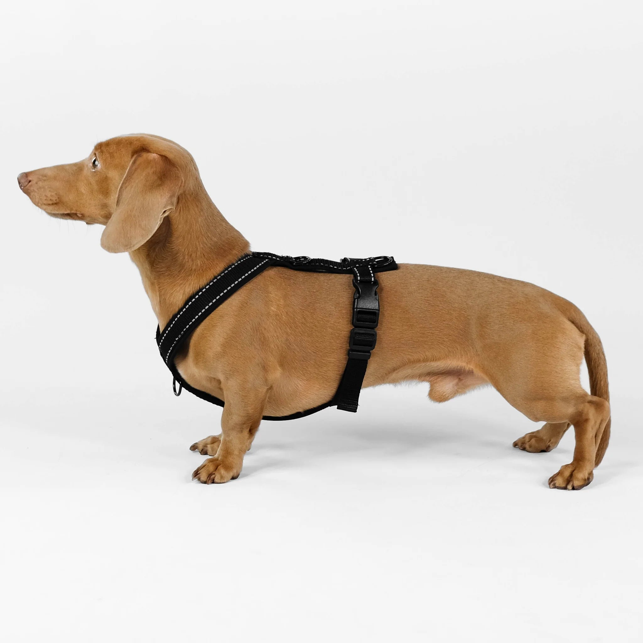Softshell Hundegeschirr für Dackel All Black