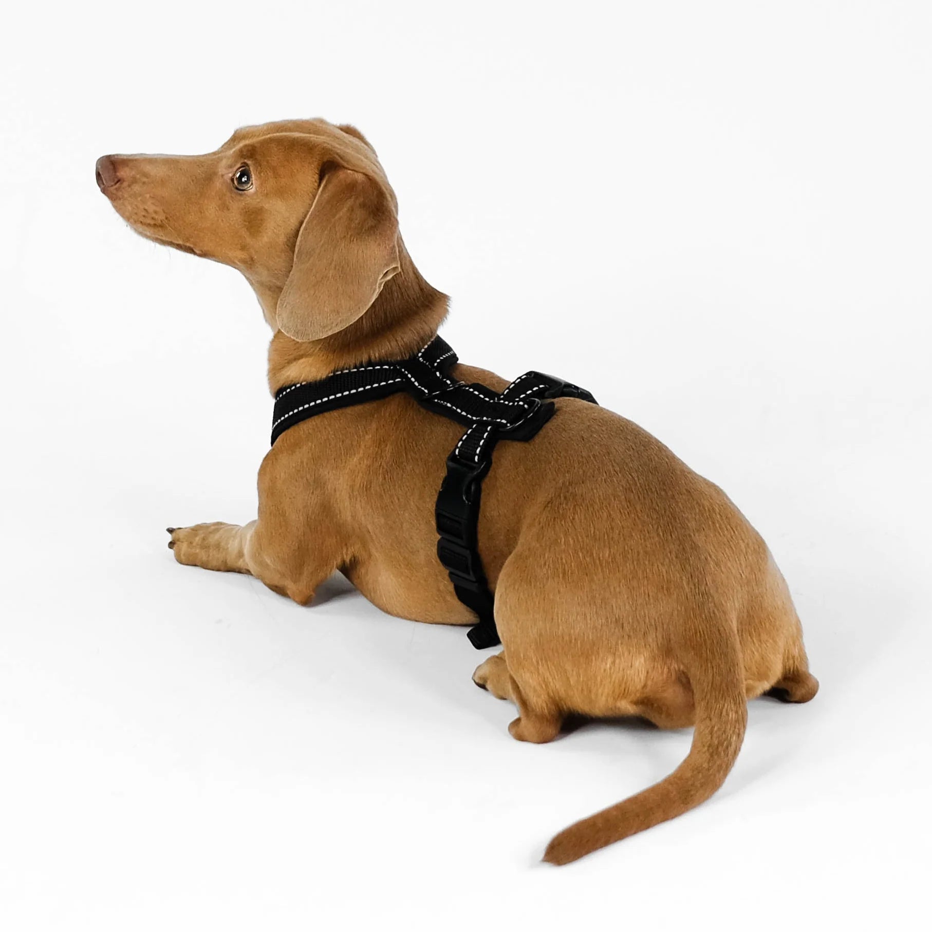 Softshell Hundegeschirr für Dackel All Black