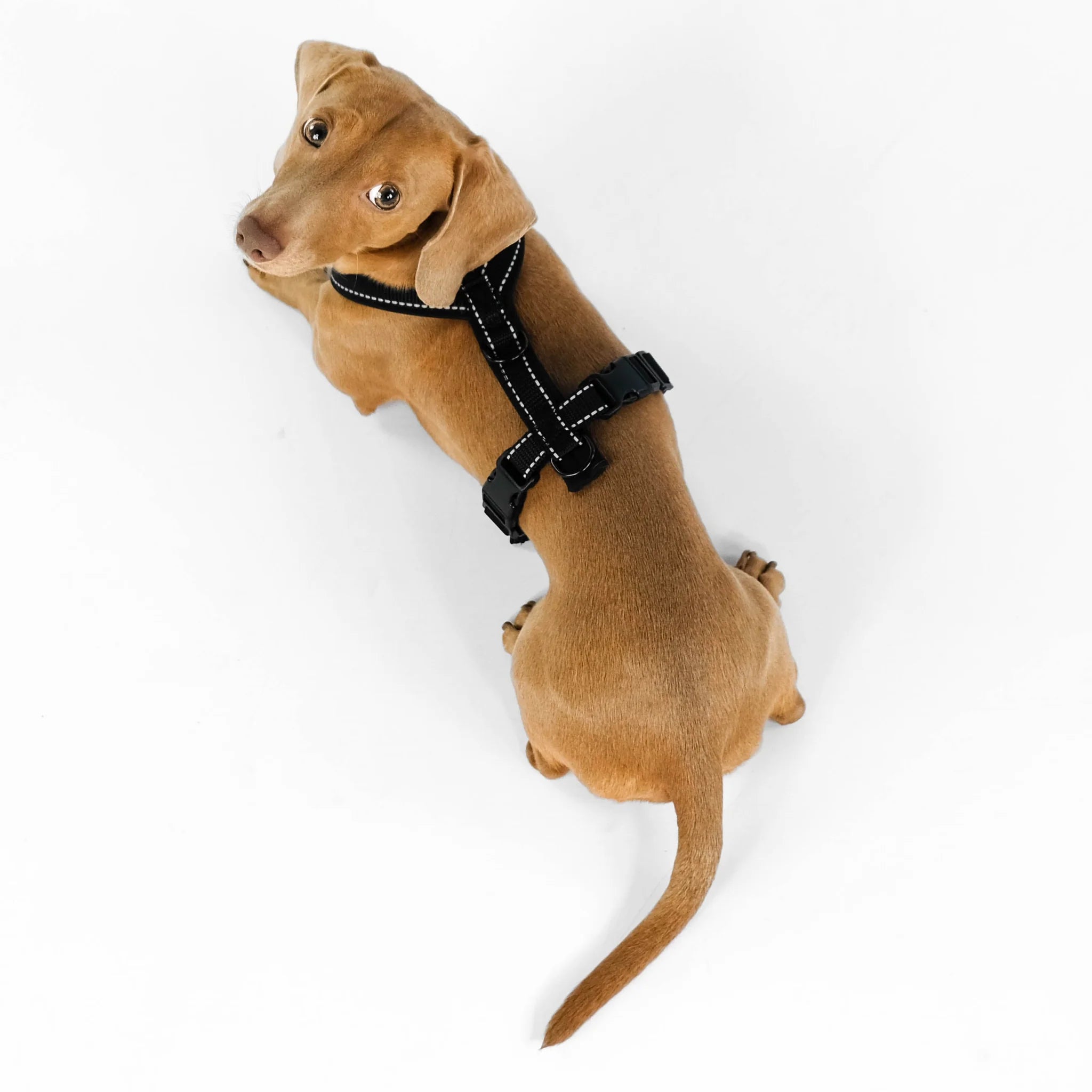 Softshell Hundegeschirr für Dackel All Black
