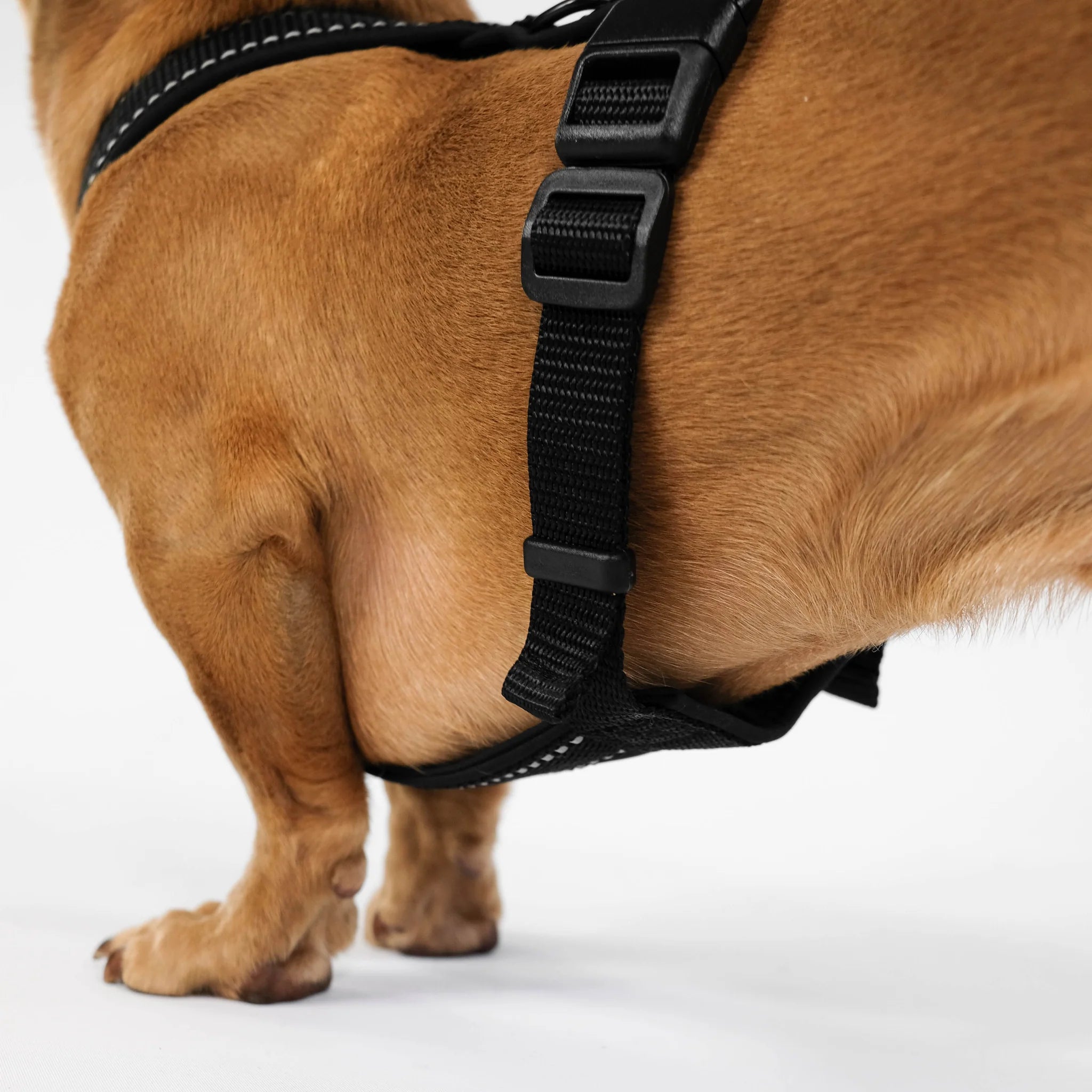 Softshell Hundegeschirr für Dackel All Black