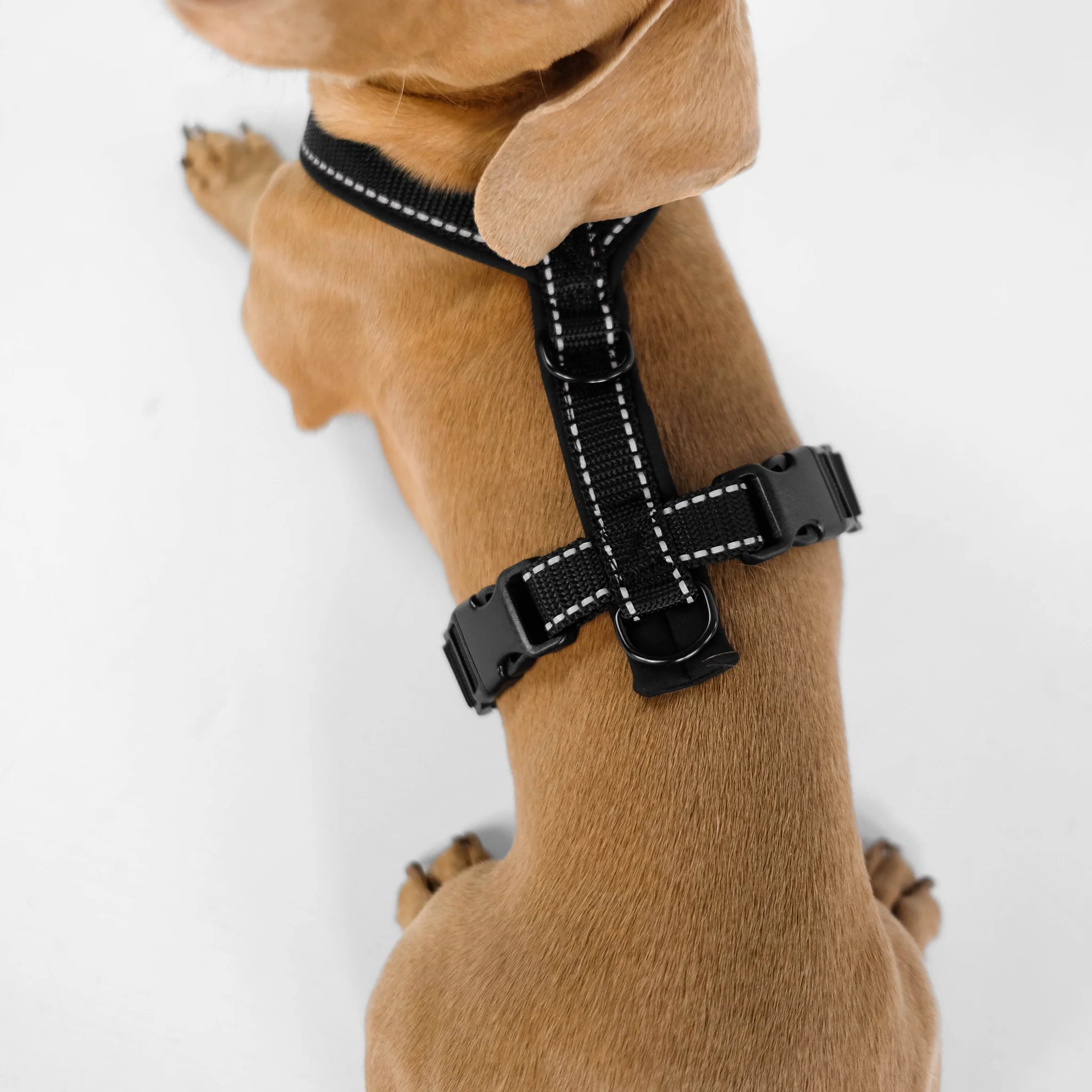Softshell Hundegeschirr für Dackel All Black