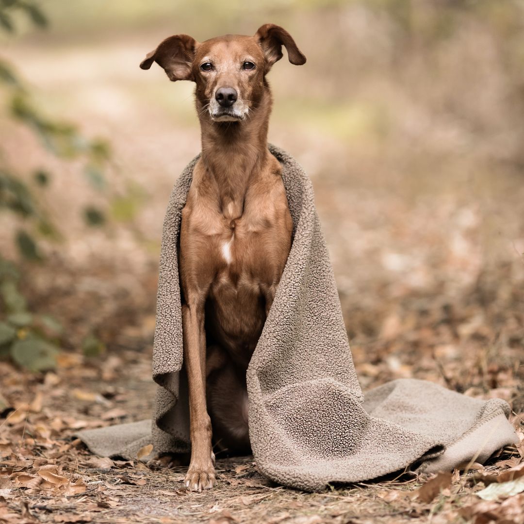 Hundedecke Plush Taupe C7 x Woofstuff