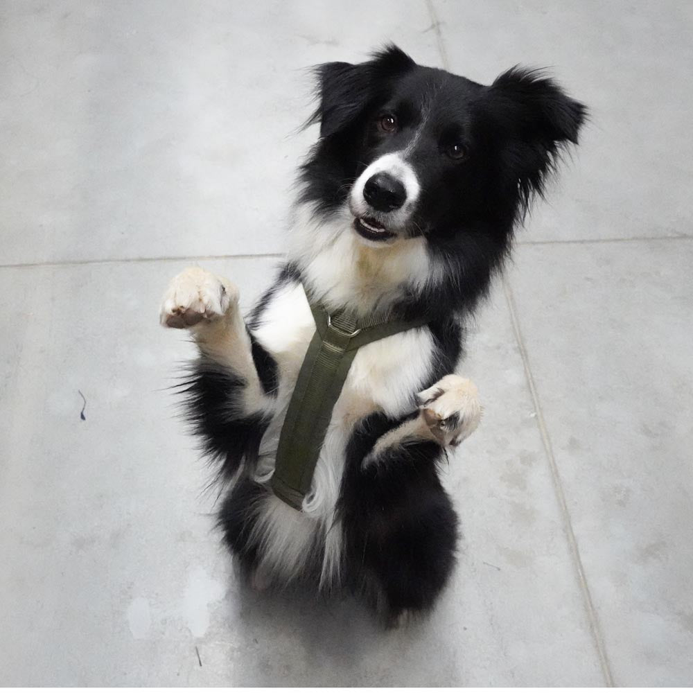 Hundegeschirr FUN Oliv/Oliv