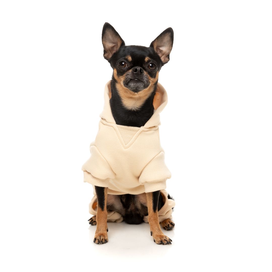 Fuzzyard-Hundepullover-Urban-Tracksuit-Buttermilk-Hund3