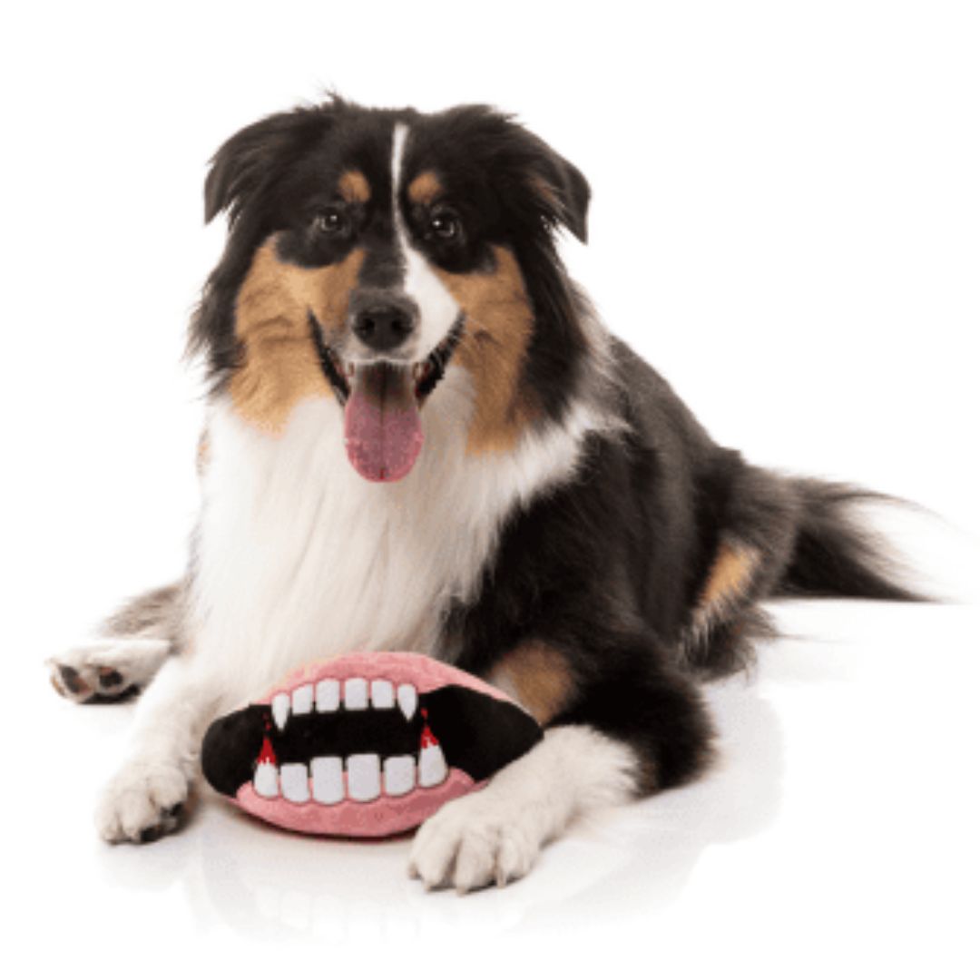 Fuzzyard-Hundespielzeug-Halloween-Dracs-Dentures-Hund