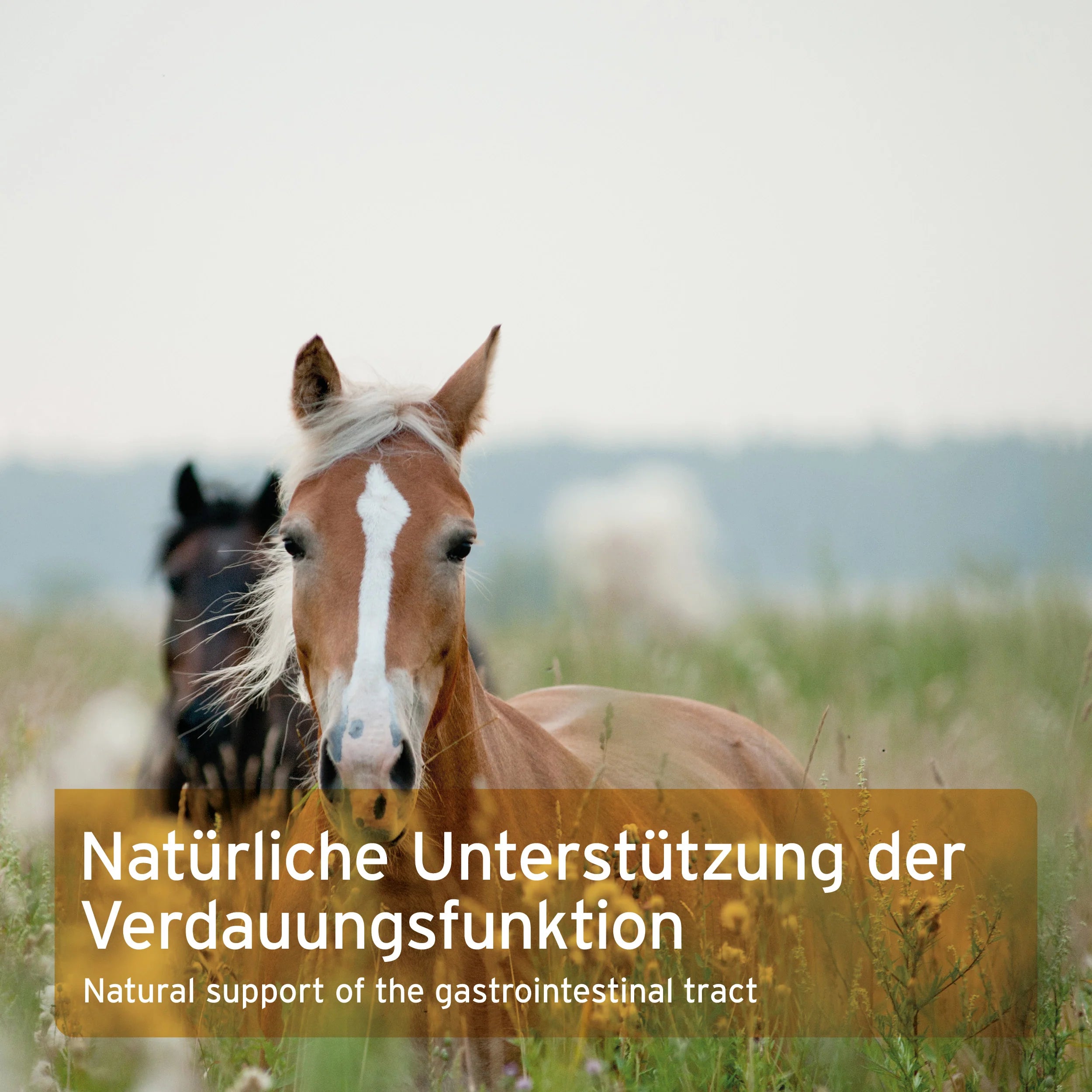 Flohsamenschalen