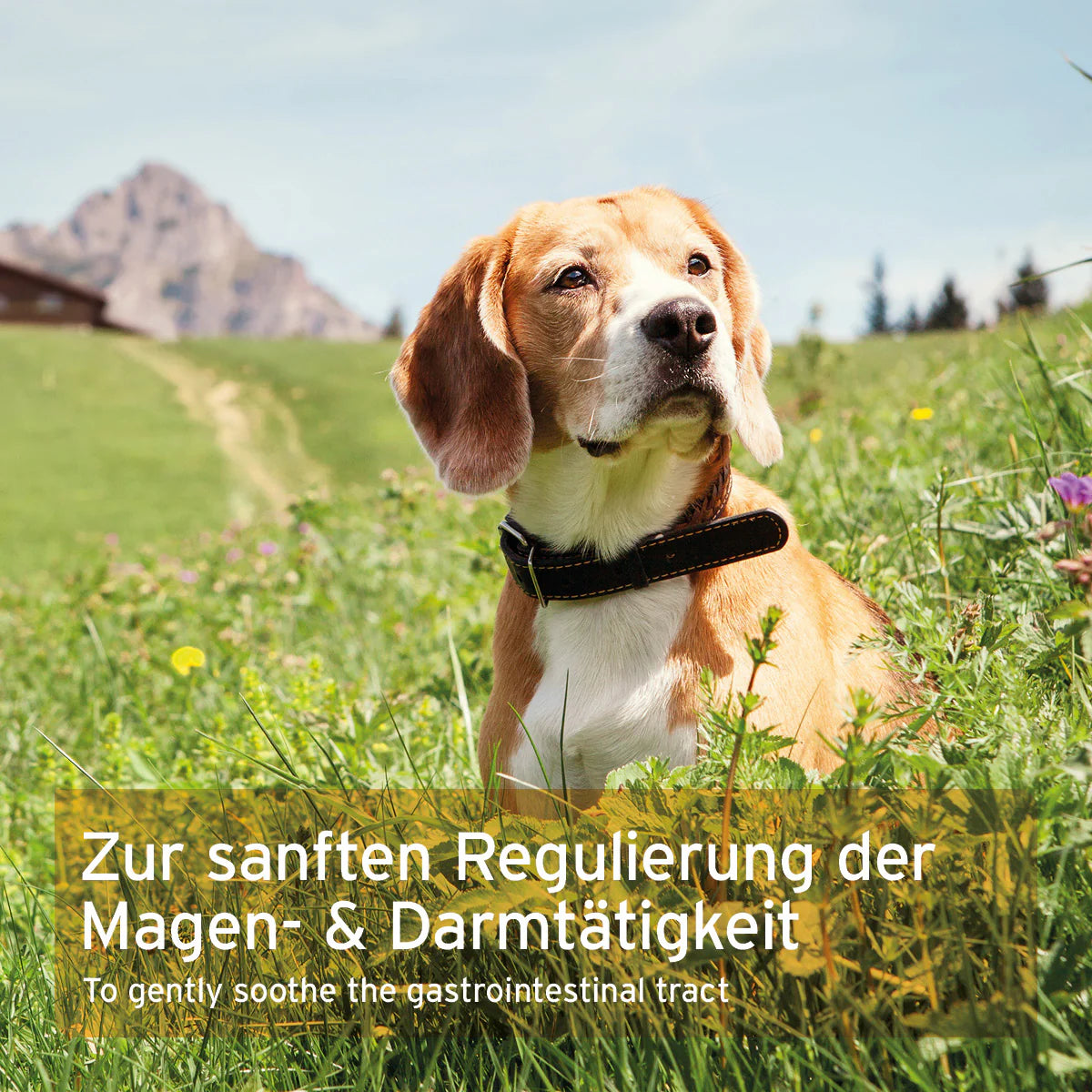 MagenSanft®