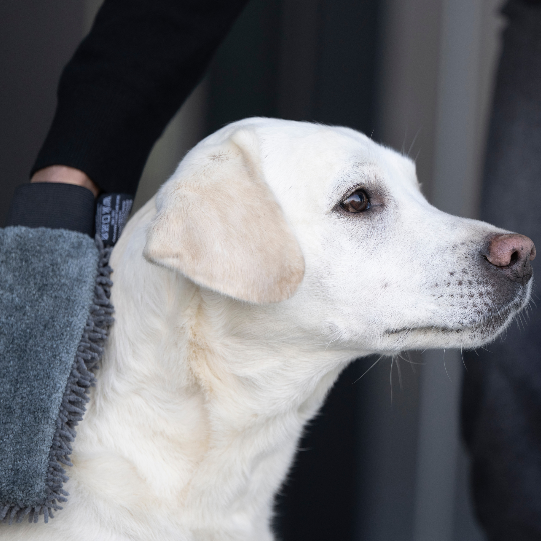 Hunde-Trockenhandschuh-Quick-Dry-Graphit-Mood4