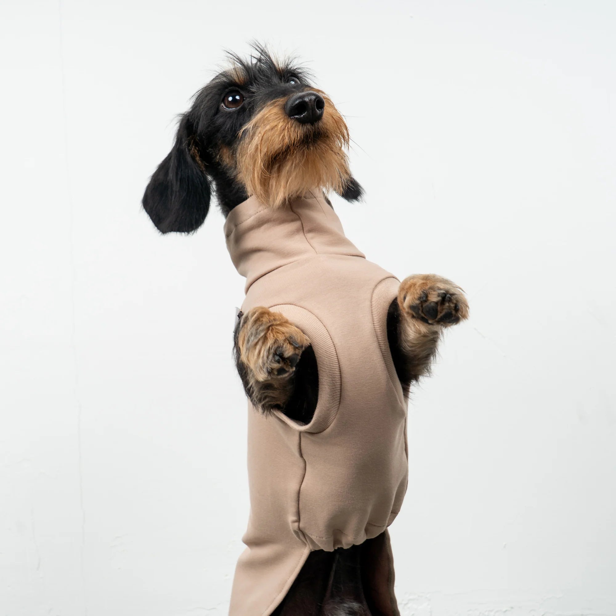 Karma-Hund-Baumwollshirt-Dackel-Puder-Beige-6