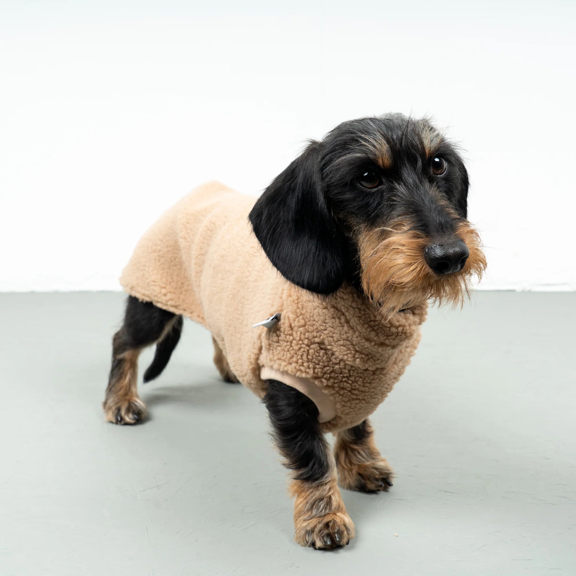 Karma-Hund-Dackel-Teddy-Longshirt-Camel-3
