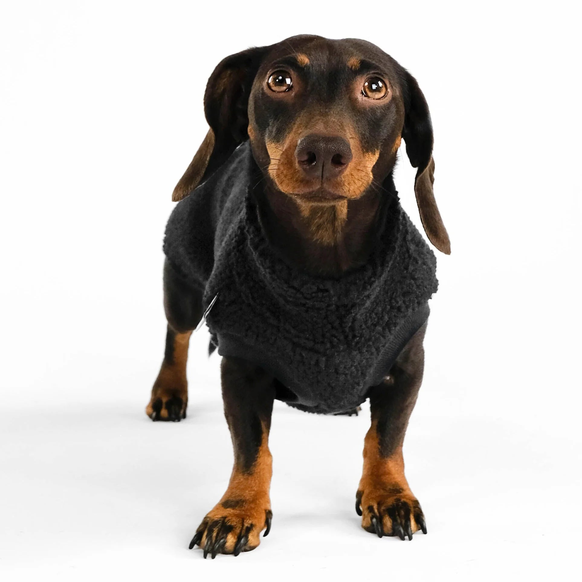 Karma-Hund-Dackel-Teddy-Longshirt-Schwarz-frontal