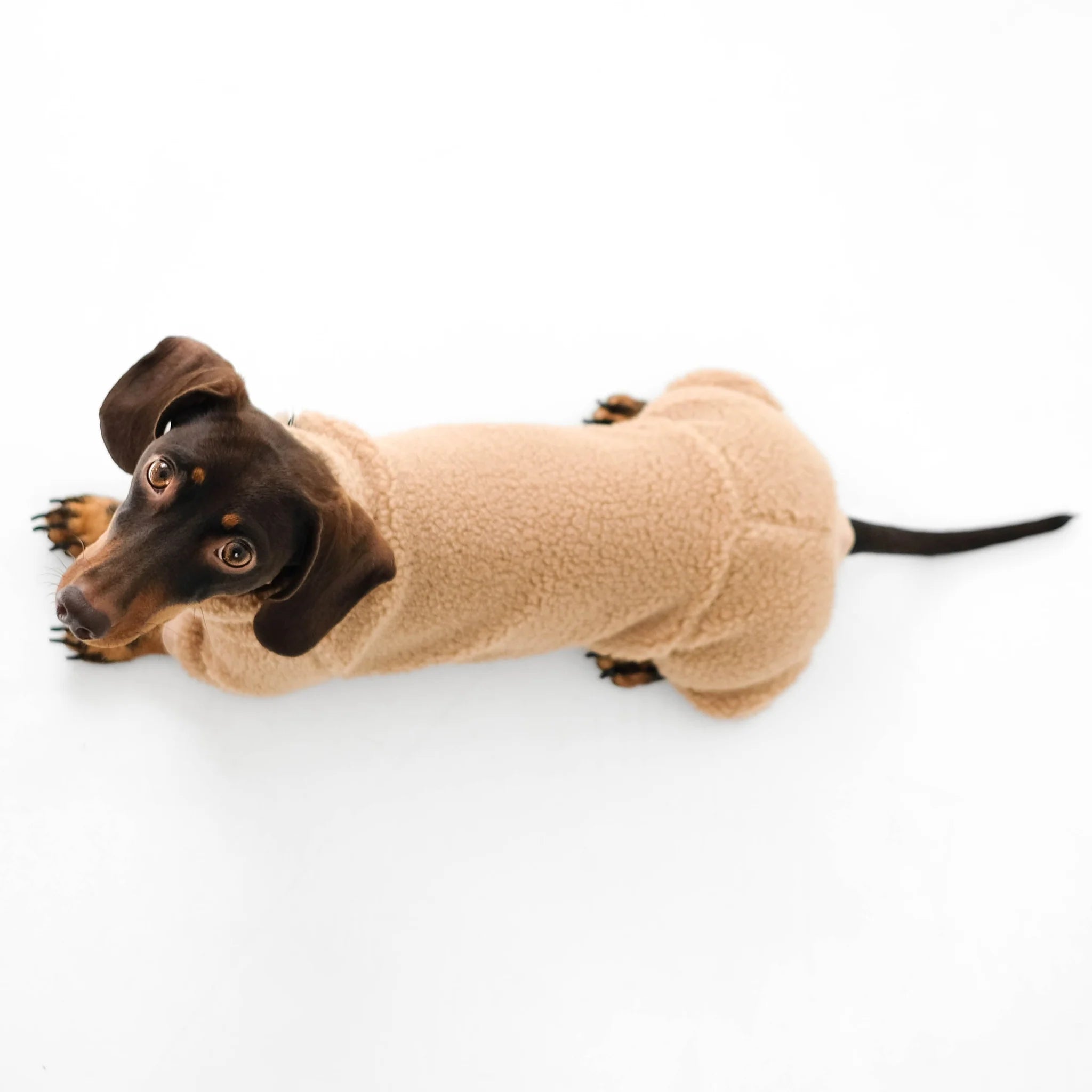 Karma-Hund-Hundepullover-Teddy-Overall-Dackel-Dark-Beige-Draufsicht
