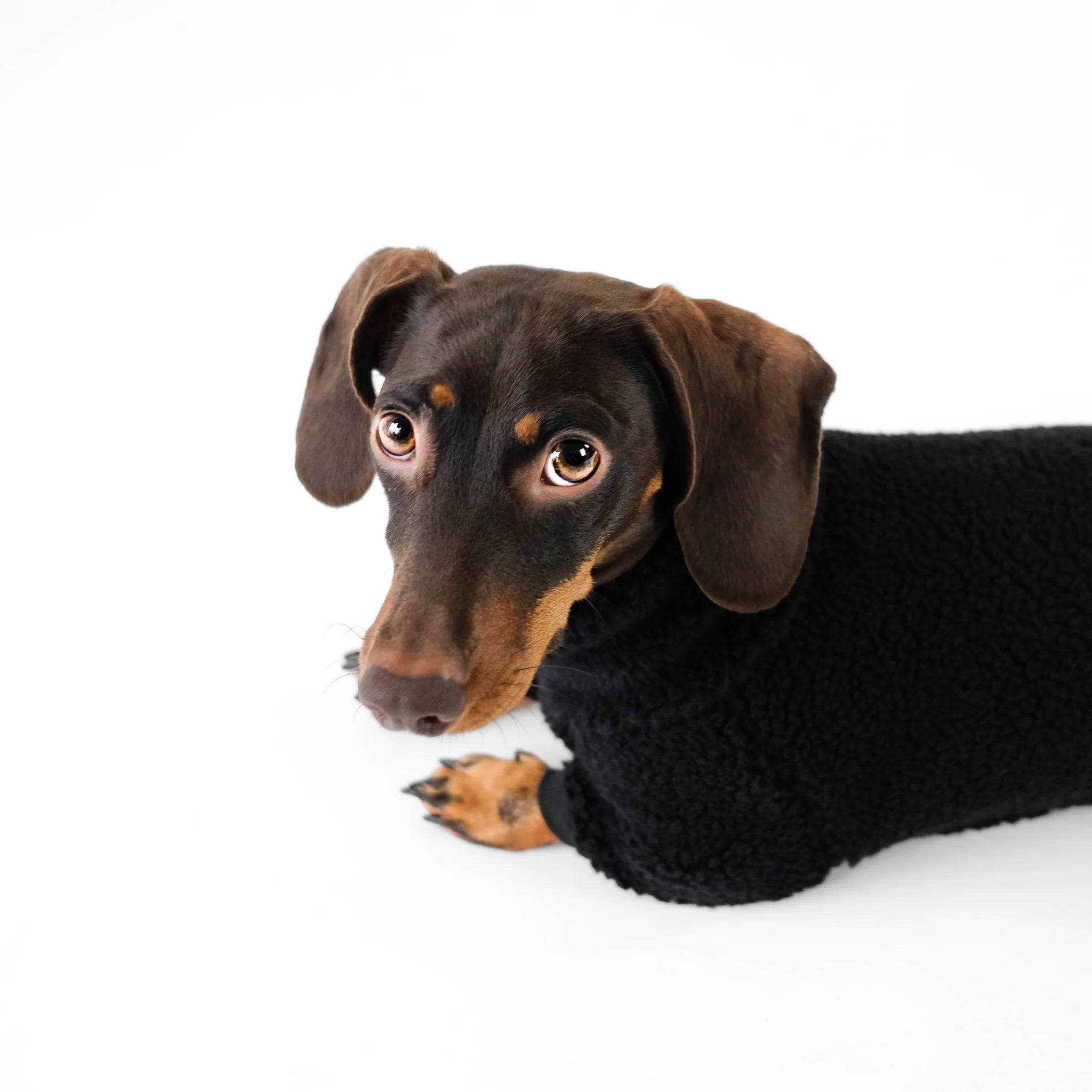 Karma-Hund-Hundepullover-Teddy-Overall-Dackel-Schwarz-Hund