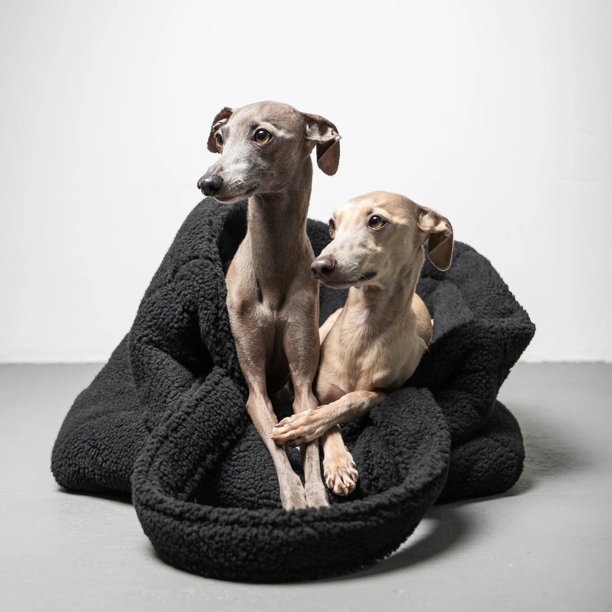 Karma-Hund-Hundetragetasche-Teddy-Shopper-Iggies