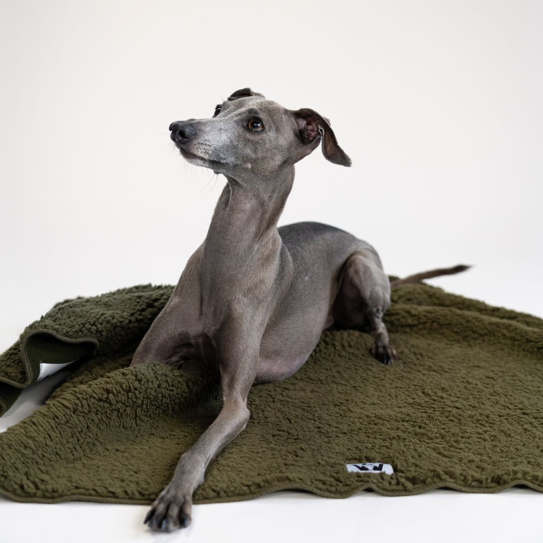 Karma-Hund-x-Woofstuff-Hundedecke-Double-Olive-Hund6