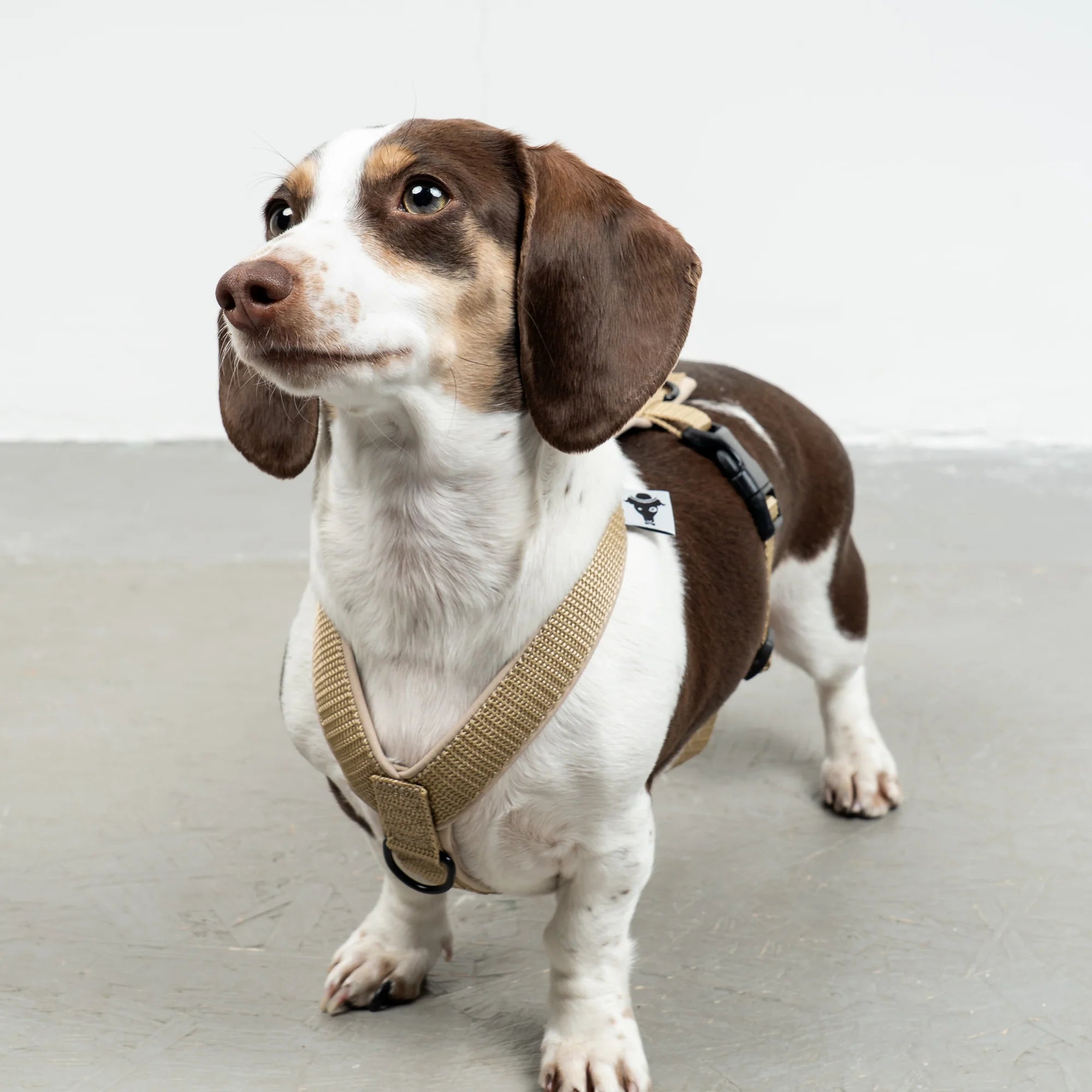 KarmaHund-Softshell-Hundegeschirr-Dackel-Sand-2