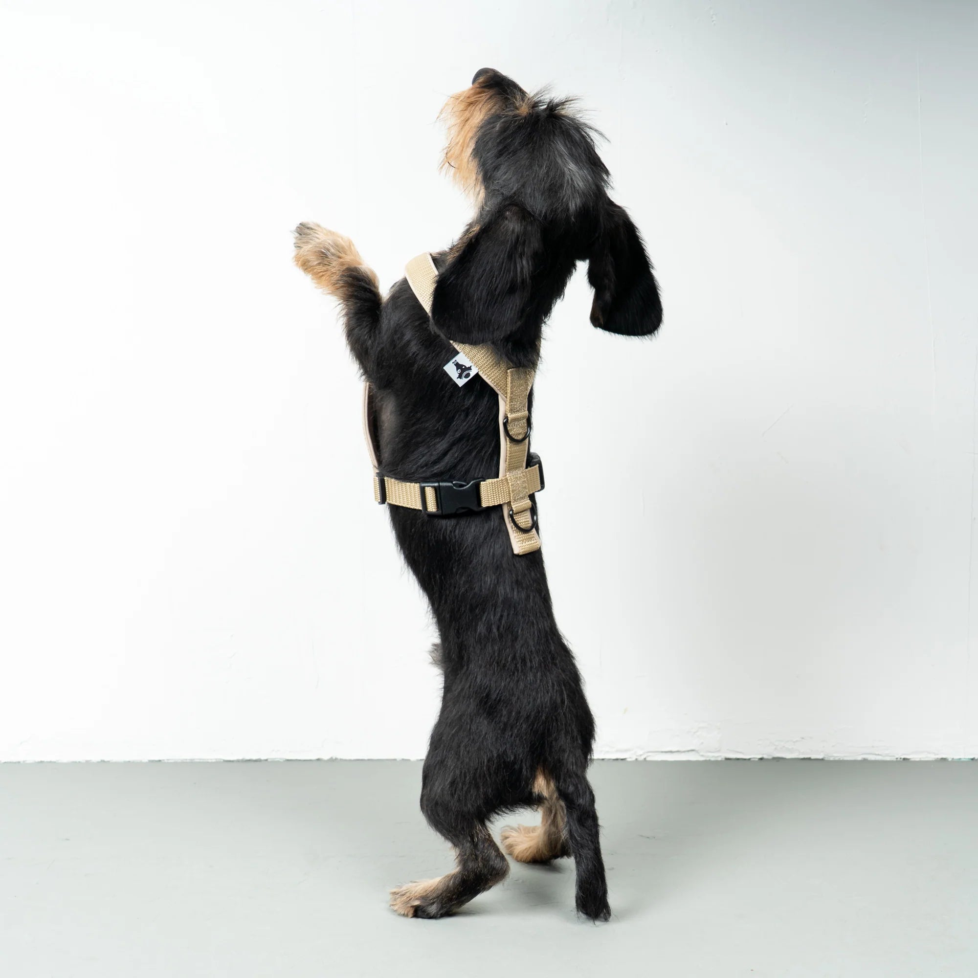 KarmaHund-Softshell-Hundegeschirr-Dackel-Sand-3