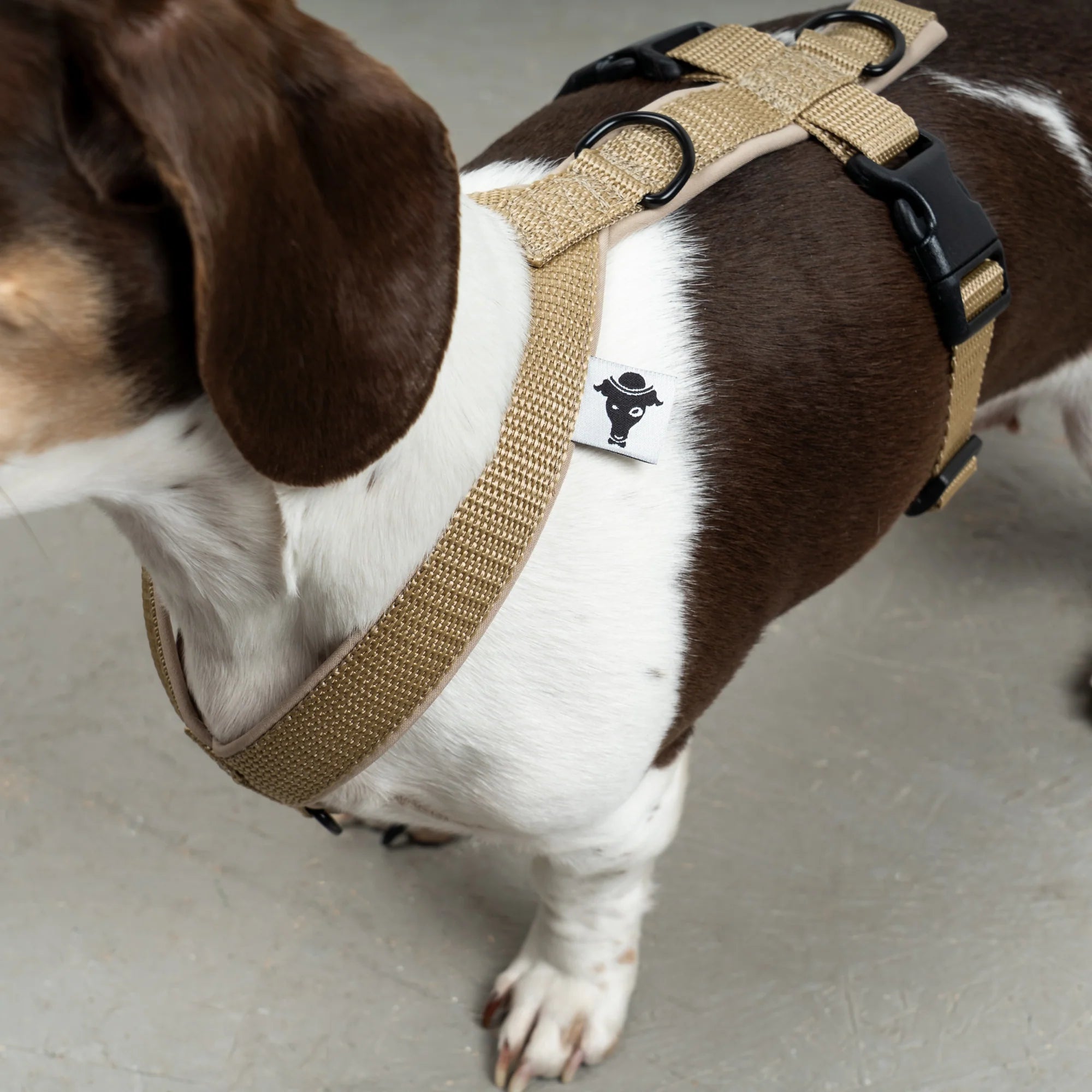 KarmaHund-Softshell-Hundegeschirr-Dackel-Sand-5