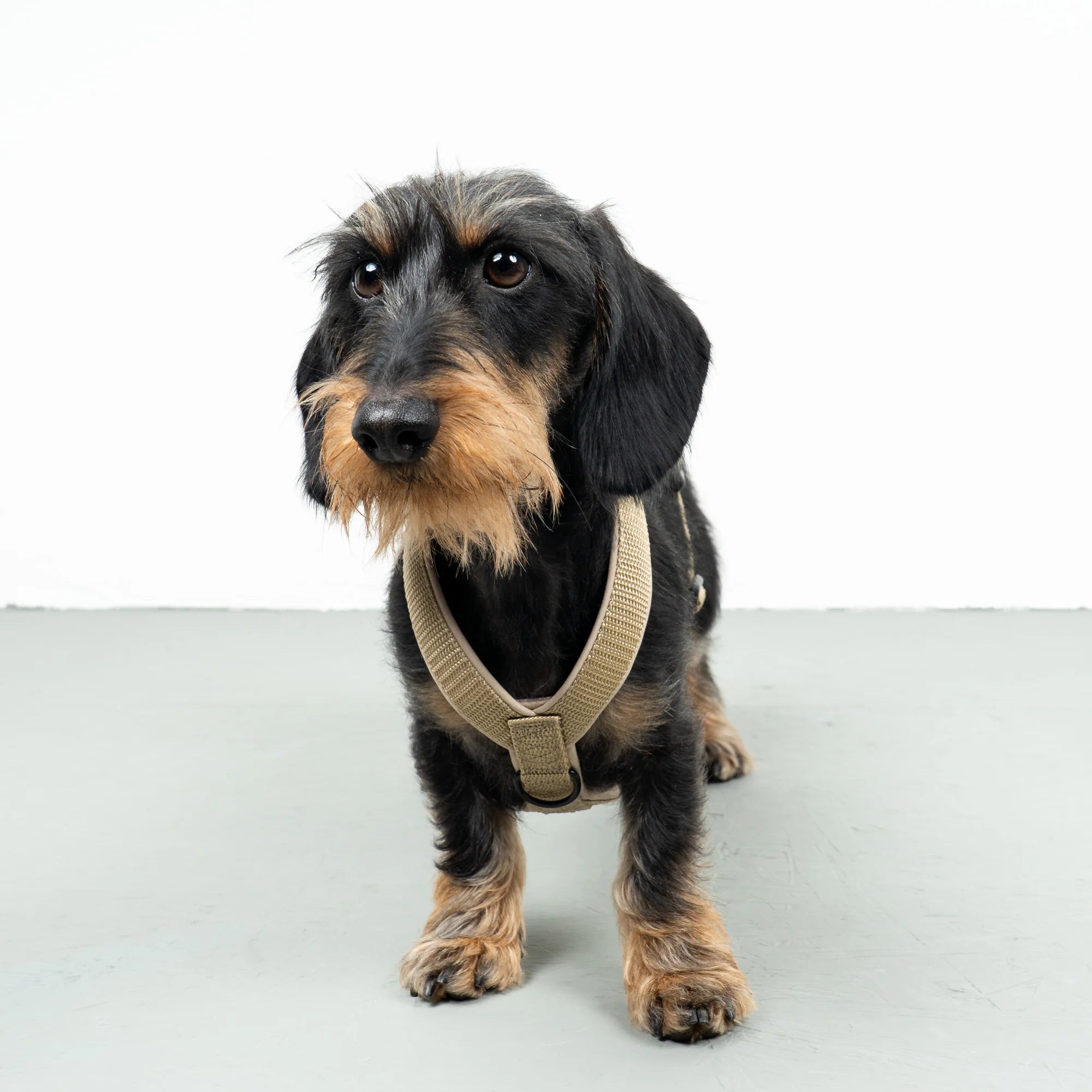 KarmaHund-Softshell-Hundegeschirr-Dackel-Sand-8