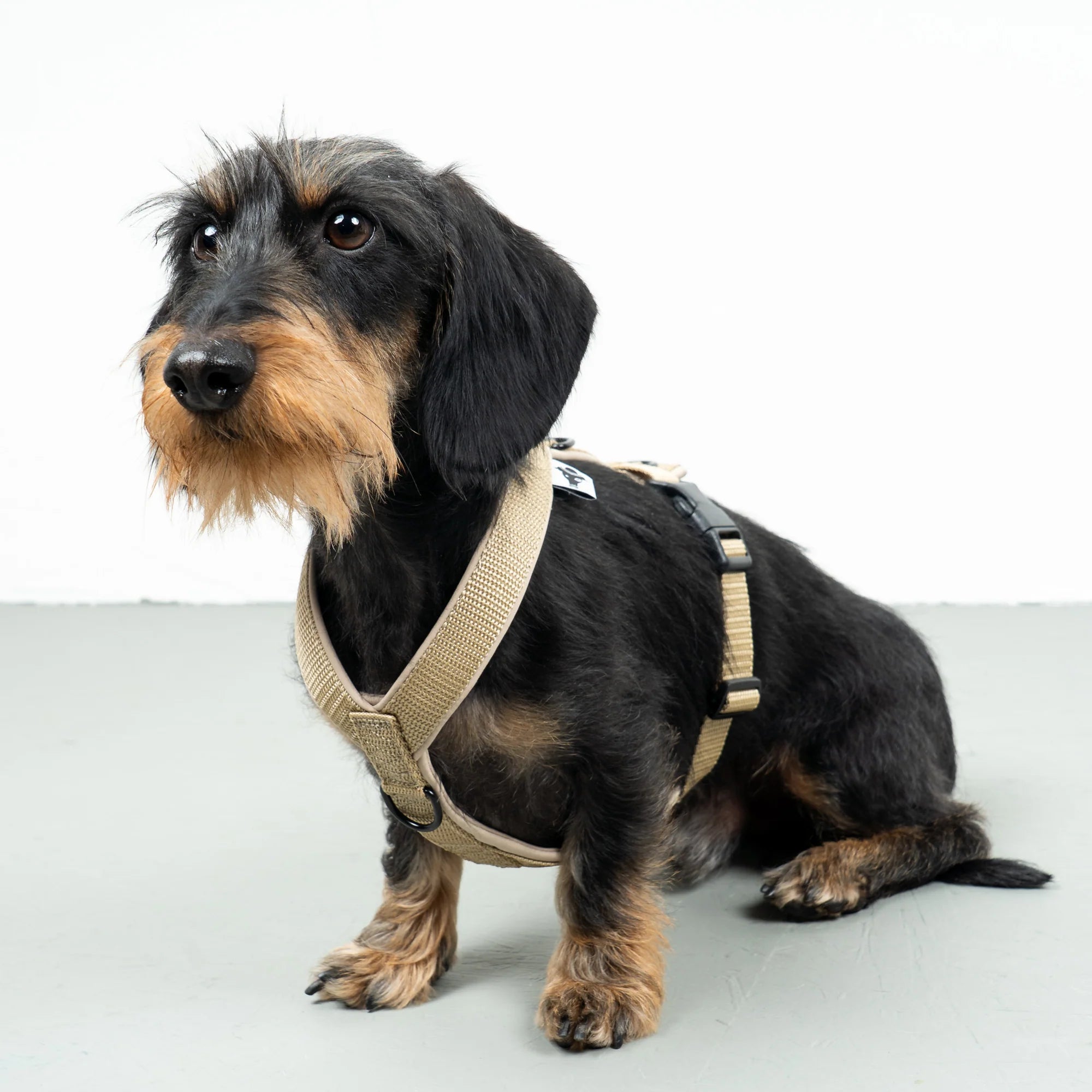 KarmaHund-Softshell-Hundegeschirr-Dackel-Sand