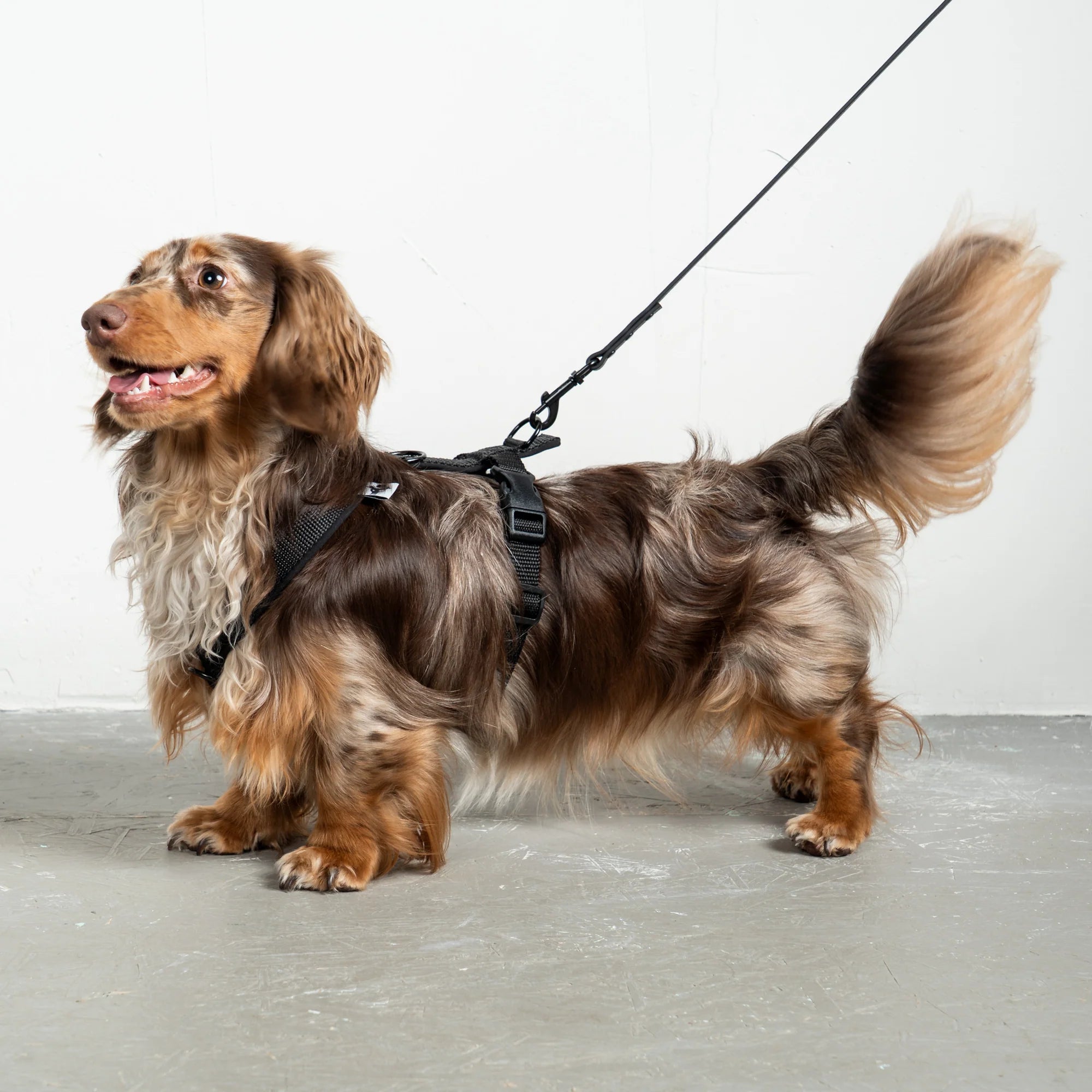 KarmaHund-Softshell-Hundegeschirr-Dackel-Schwarz-2