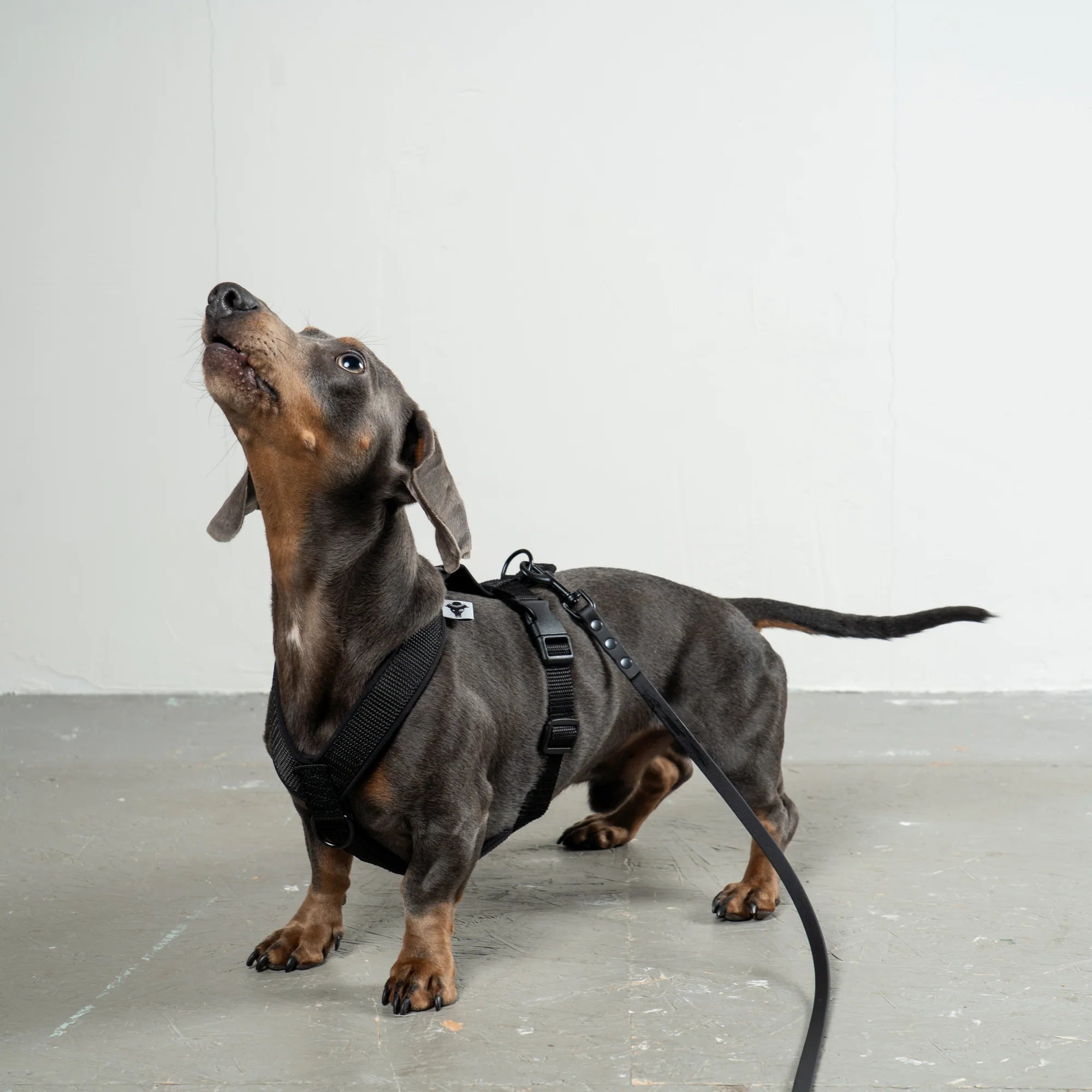 KarmaHund-Softshell-Hundegeschirr-Dackel-Schwarz-3